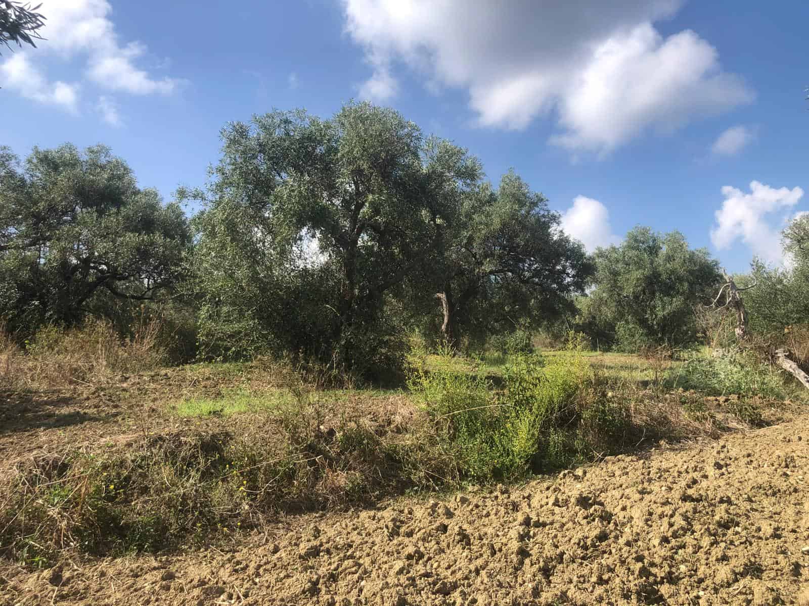 Aree verdi e alberi su un terreno aperto con cielo azzurro e nuvole bianche, ideale per investimenti immobiliari e sviluppo urbano, in un contesto naturale e tranquillo.