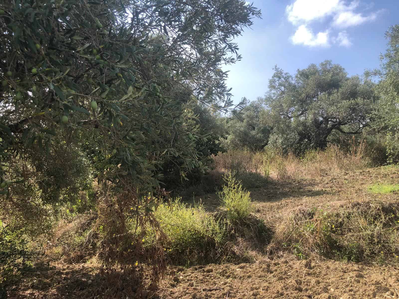 Olivo in campagna con cielo sereno, ideale per investimenti immobiliari rurali e terreni edificabili vicino a NextCasa.