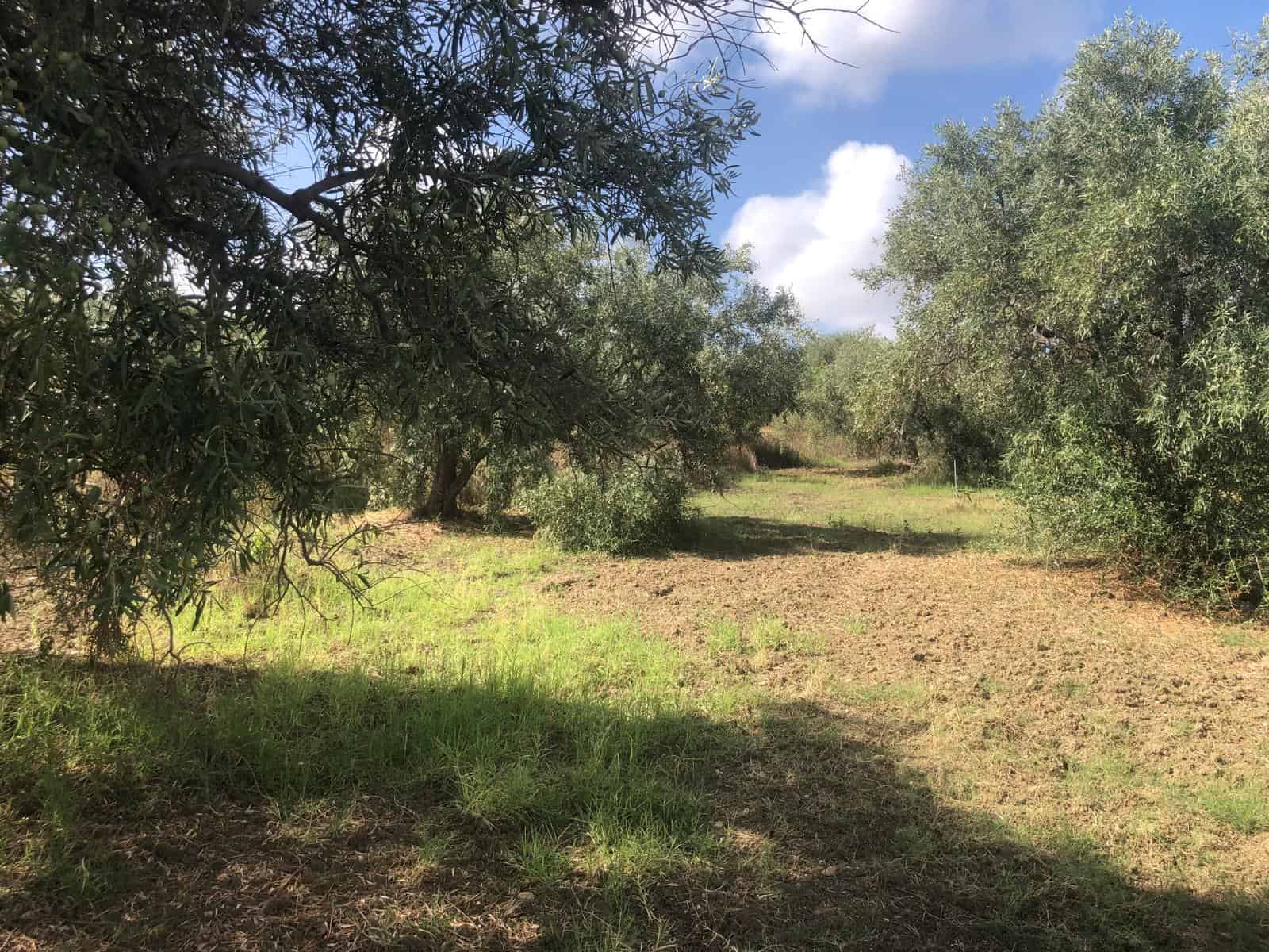 Prato di ulivi in campagna, paesaggio rurale, vegetazione verde, cielo sereno, natura, terreno coltivabile, investimento immobiliare, agricoltura sostenibile.