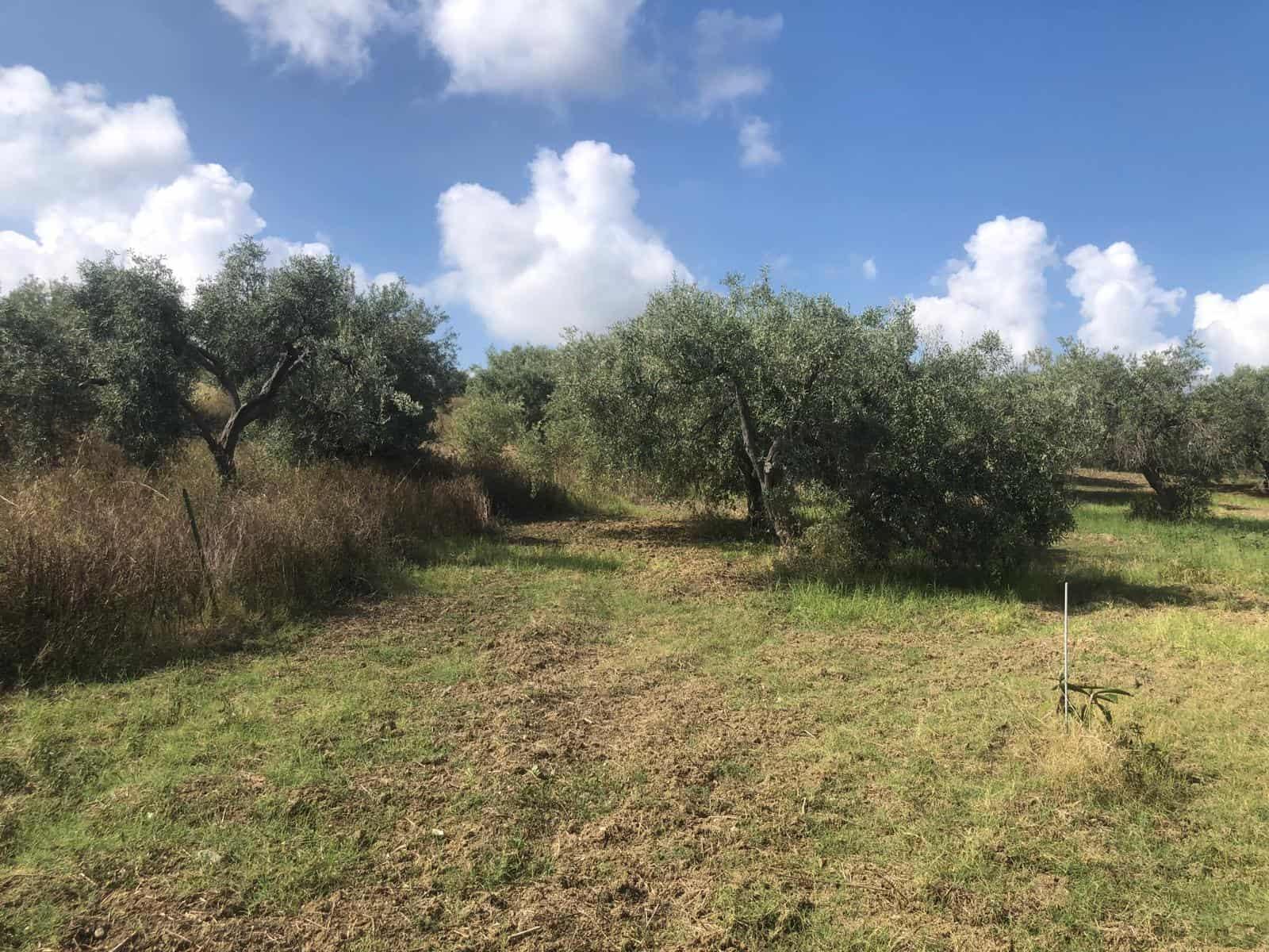 Ulivi in un campo aperto sotto un cielo azzurro con nuvole bianche, ideale per investimenti immobiliari in aree rurali e agricoltura biologica, con potenziale di sviluppo e valorizzazione del territorio.