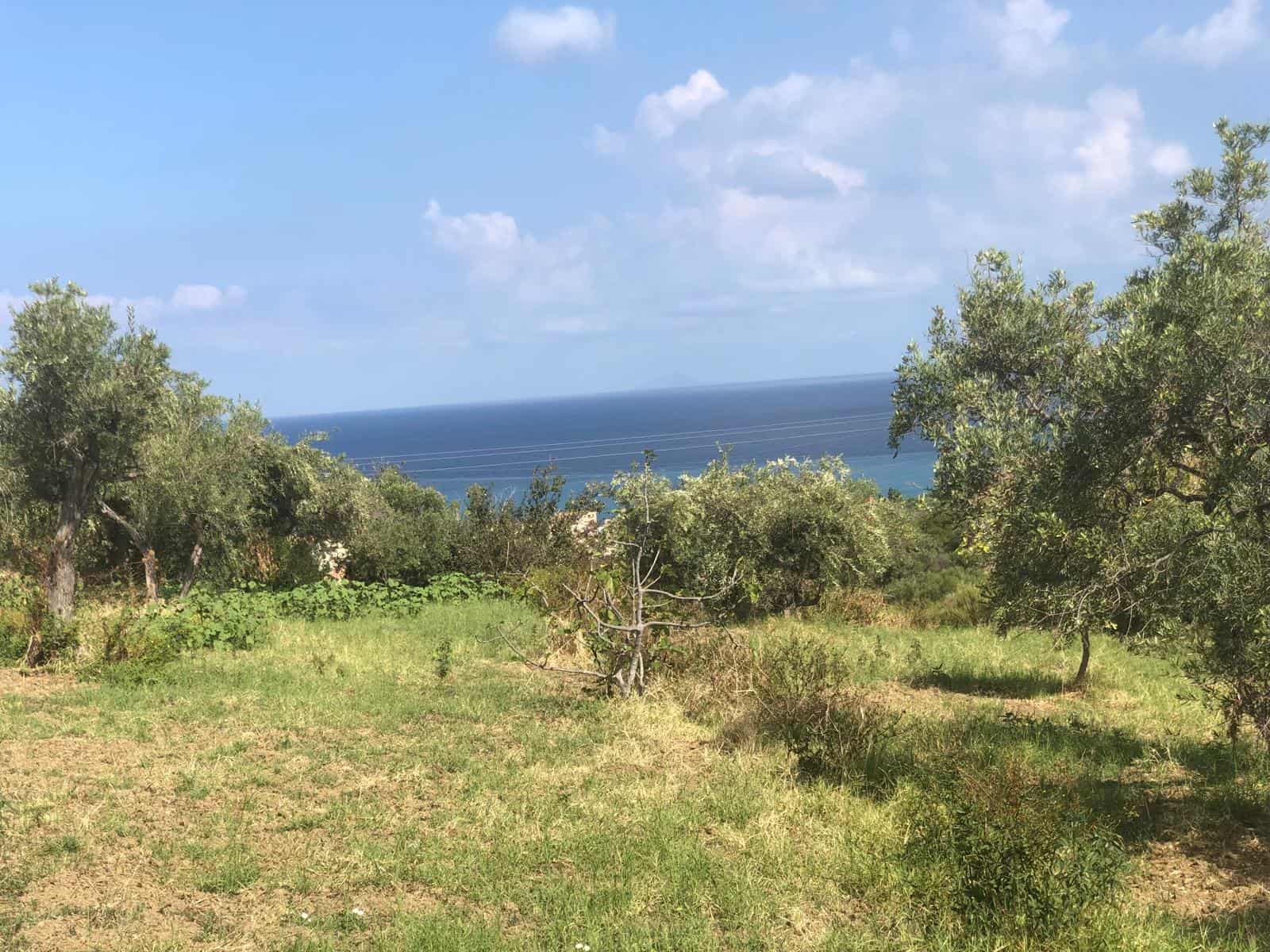 Campo di ulivi con vista mare in Sicilia, affitto di terreni agricoli e proprietà residenziali vicino alla spiaggia.