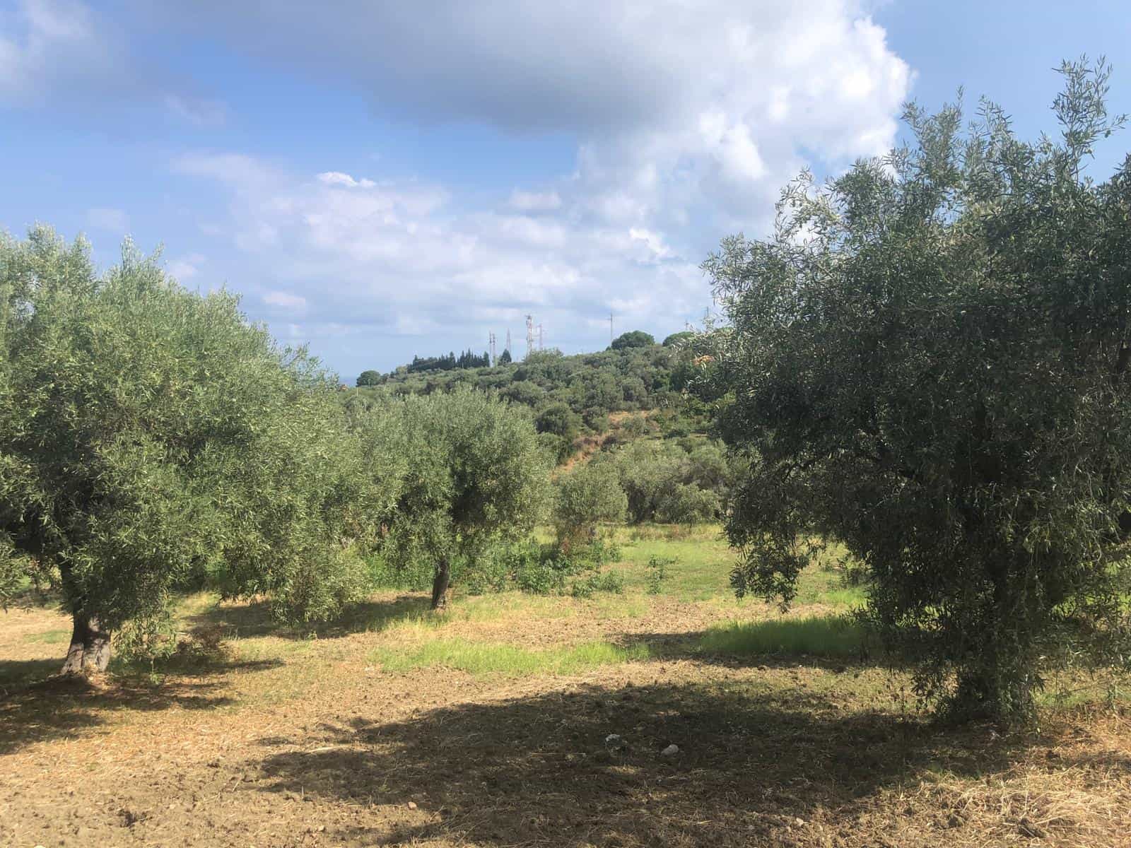 Droversia di ulivi in un paesaggio naturale, tipico dell'agricoltura sostenibile e olivicola in Toscana, con colline verdi, cielo azzurro e nuvole sparse.