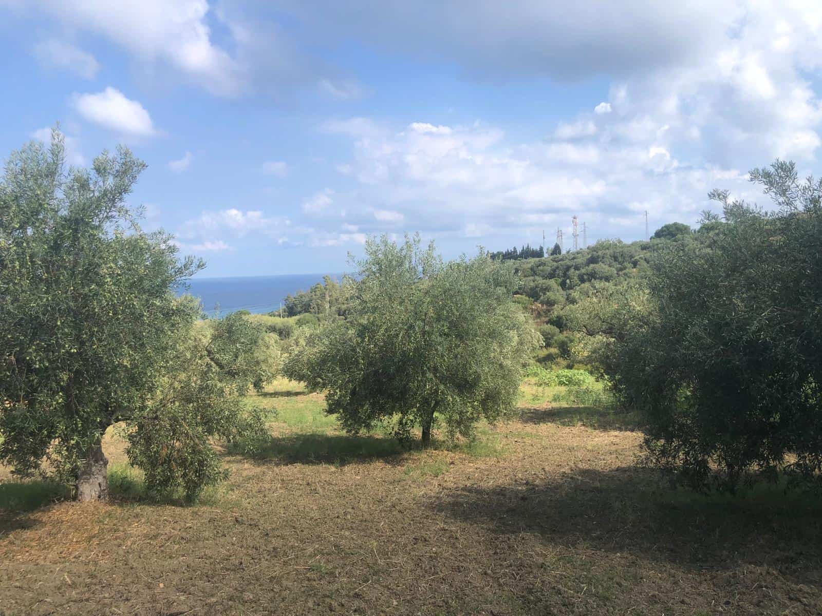 Fogliame di ulivi con vista sul mare e sul verde delle colline, cielo azzurro con nuvole leggere, paesaggio rurale e naturale in Italia, occasione per investimenti immobiliari e compravendite.