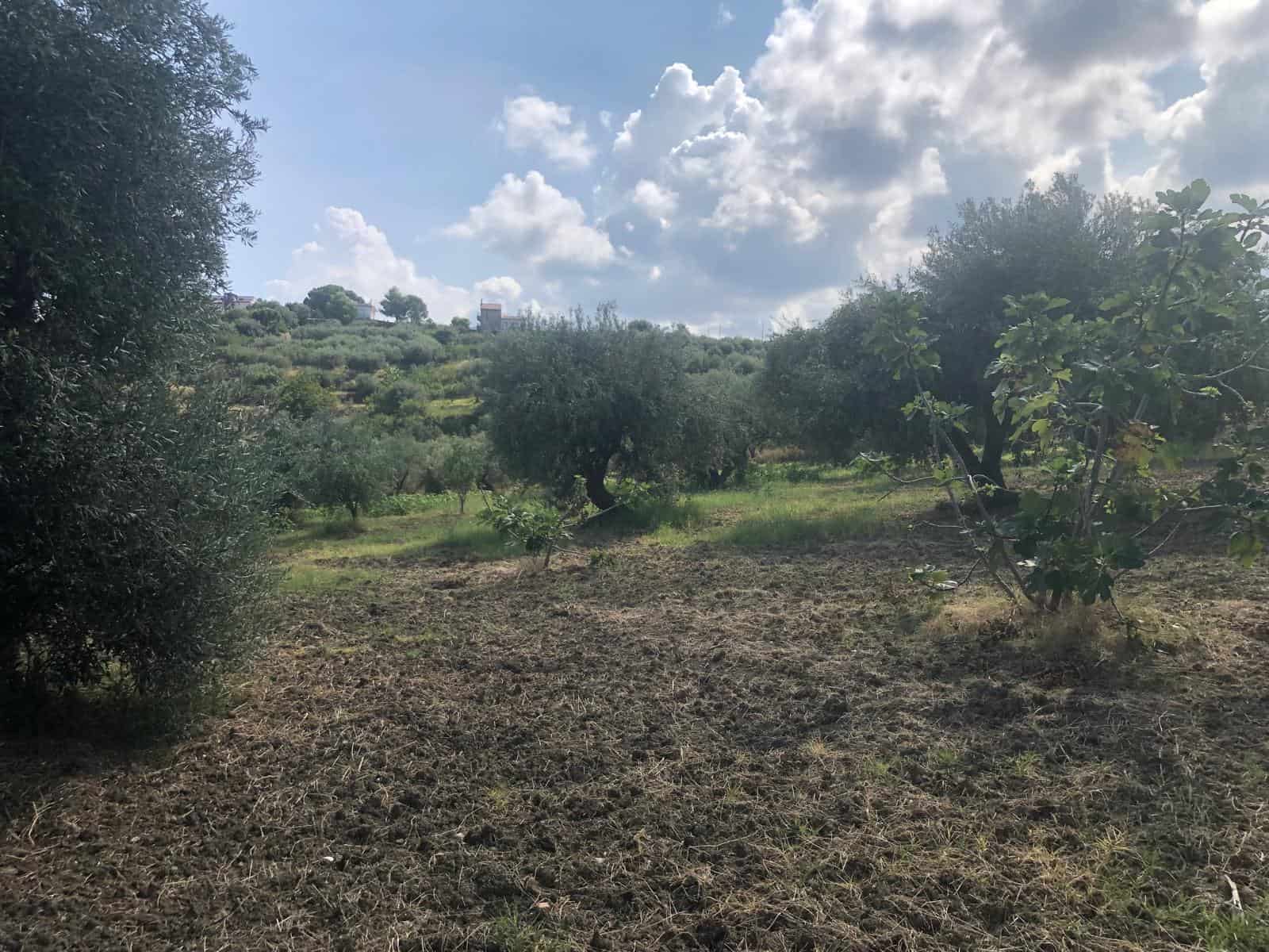 Campo agricolo con alberi di ulivo sotto un cielo nuvoloso, ideale per agricoltura biologica e investimenti immobiliari nel cuore della campagna italiana.