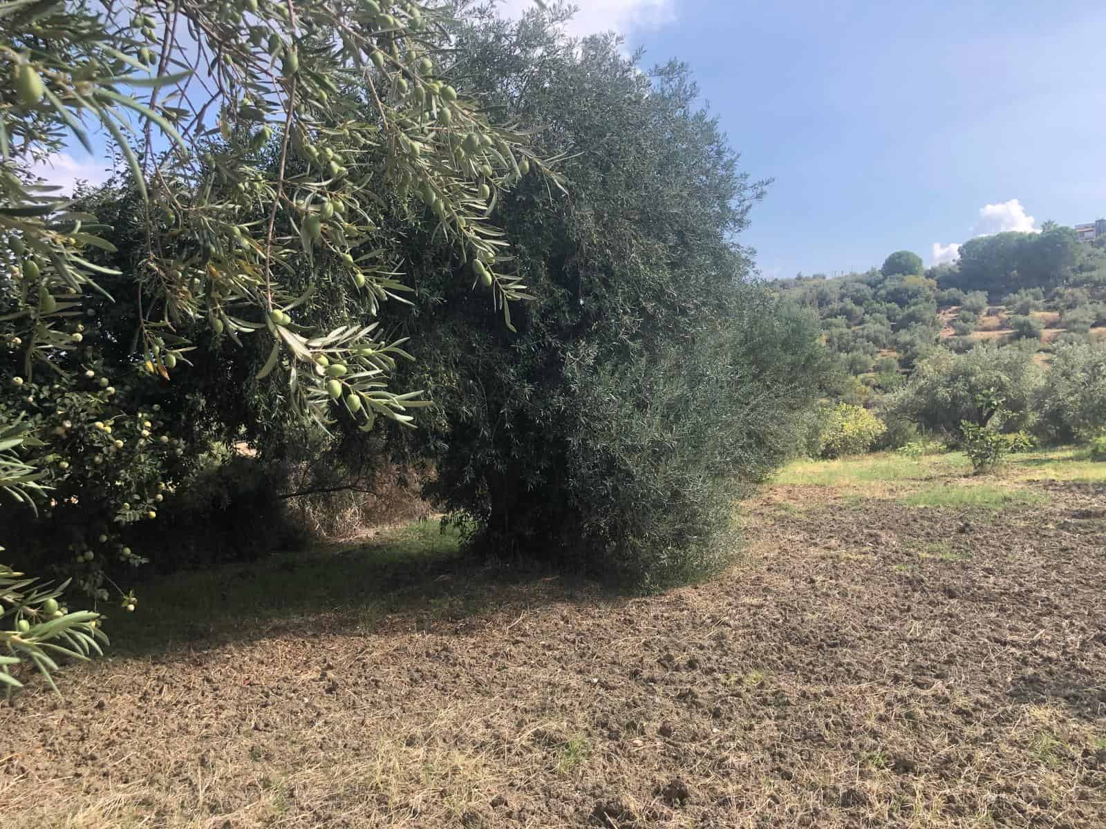 Olivo in un terreno agricolo con altre piante, paesaggio rurale soleggiato e collinare in Italia.