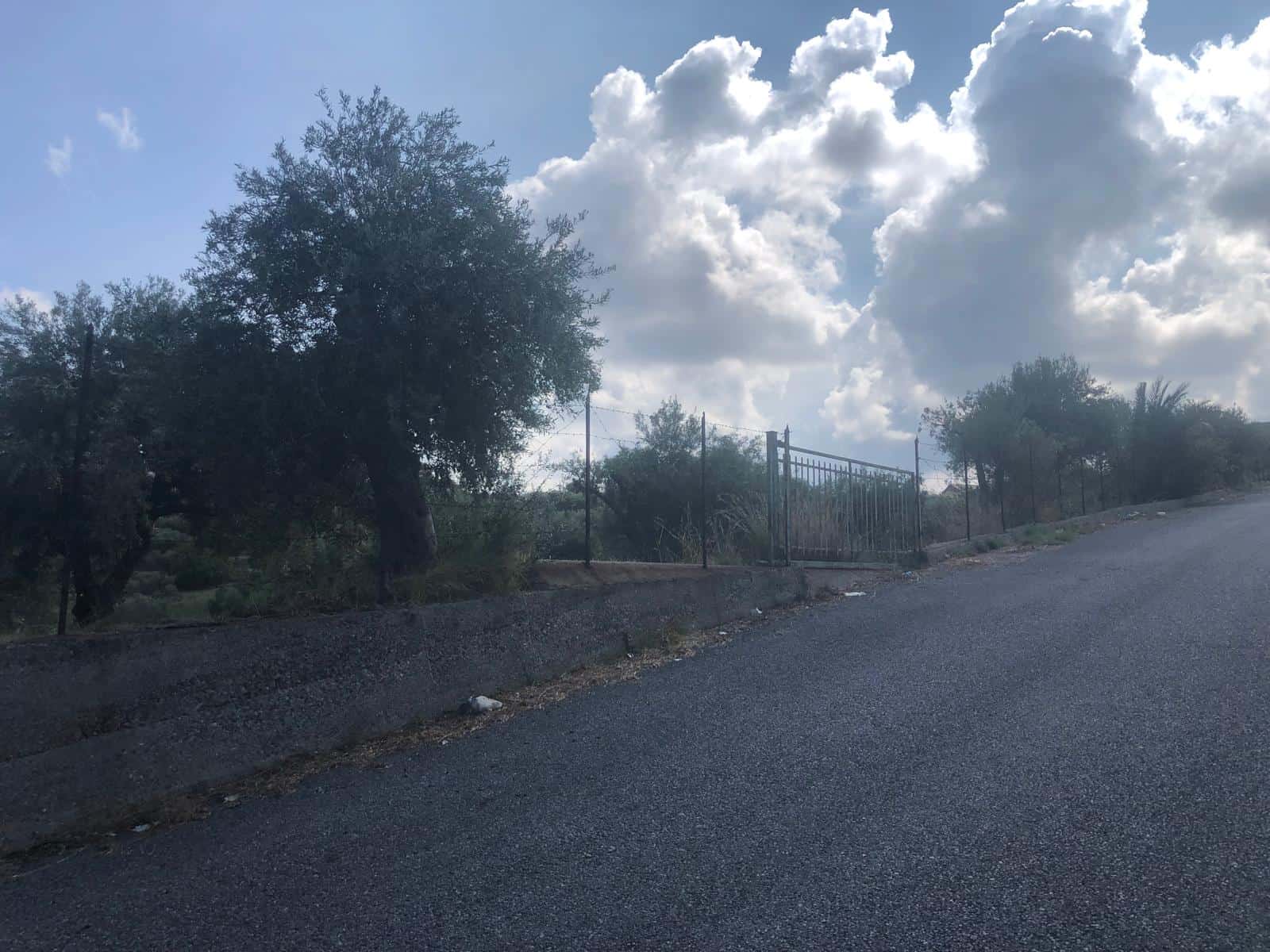 Piante e siepi lungo strada asfaltata in zona residenziale con cielo nuvoloso, fotografia di un ambiente naturale e urbano.