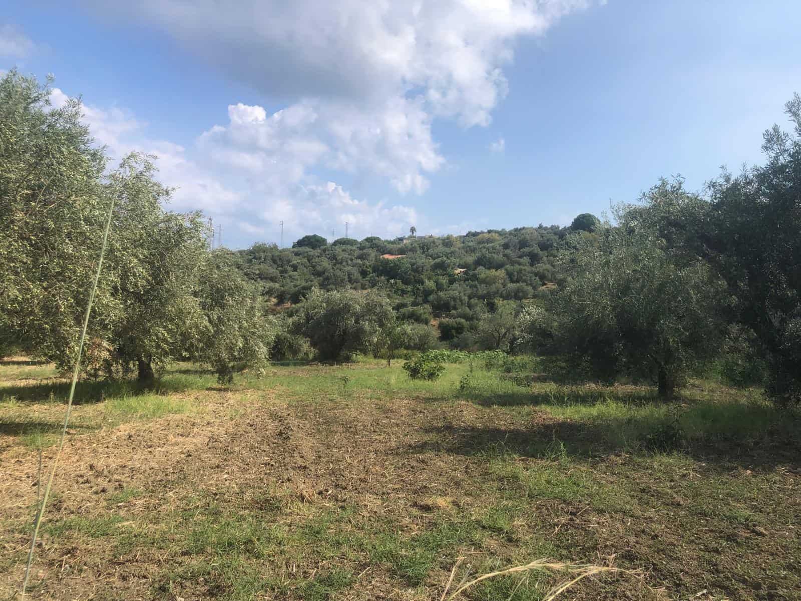 Verde campagna con alberi di olivo sotto un cielo nuvoloso, paesaggio rurale mediterraneo ideale per agricoltura biologica o investimenti immobiliari.