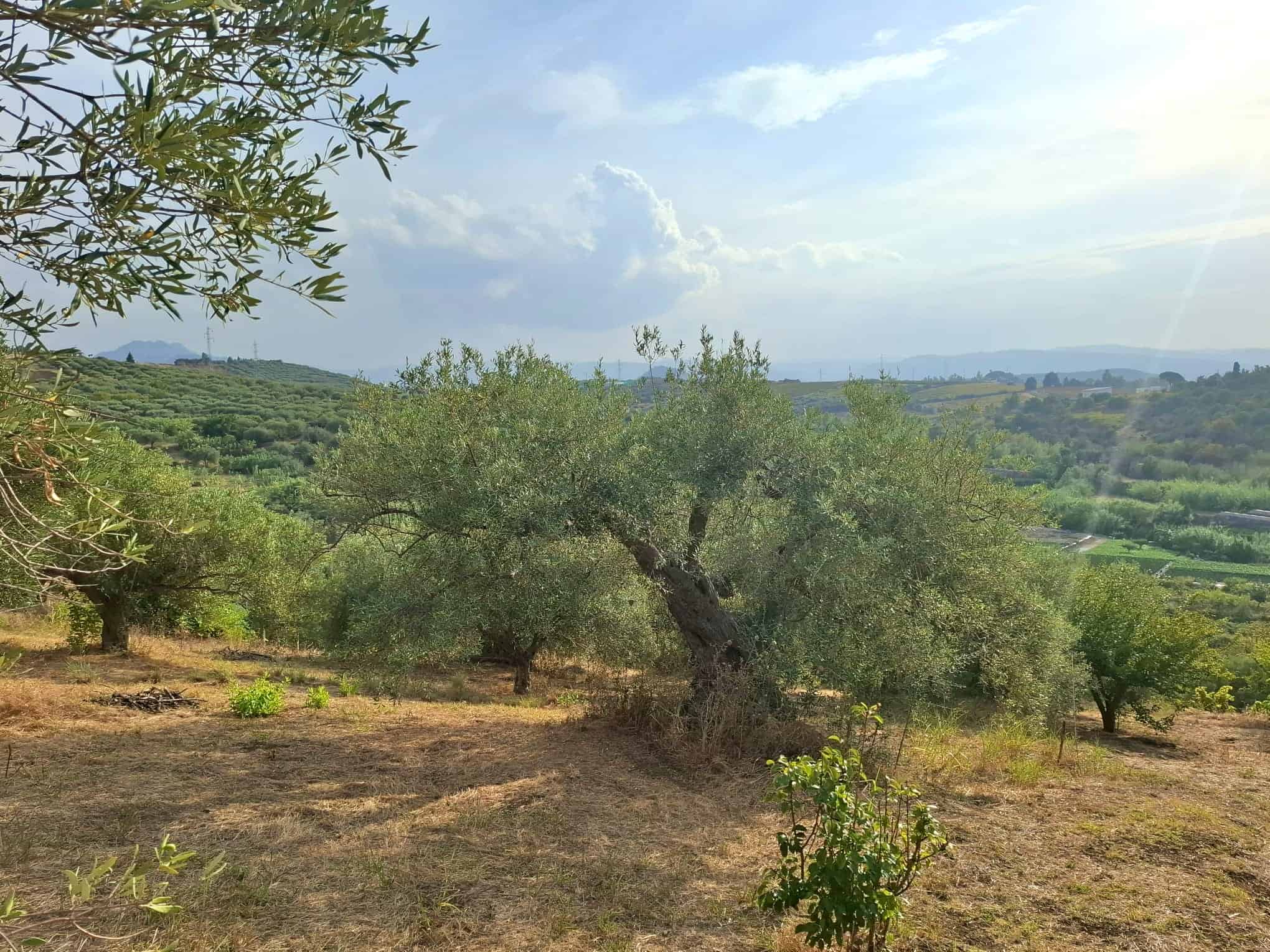 Olive trees nel paesaggio rurale toscano con vista su colline e cielo nuvoloso, ambientazione naturale e tranquilla, ideale per agriturismi e case in vendita NextCasa.