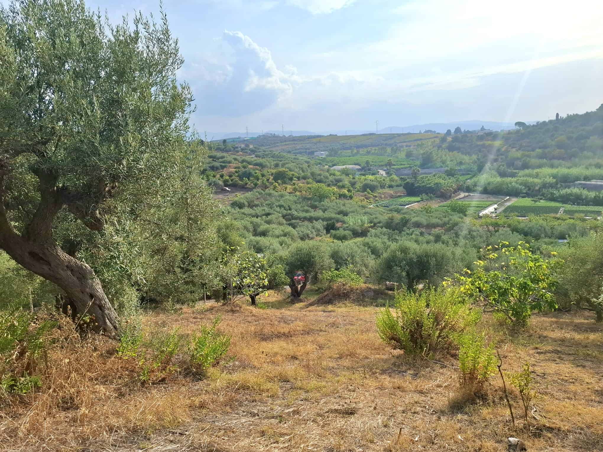 Olivo e paesaggio agricolo in campagna, vista rurale con orti e natura, immagine di campagna mediterranea, autentico stile di vita rurale, agricoltura biologica, NextCasa.