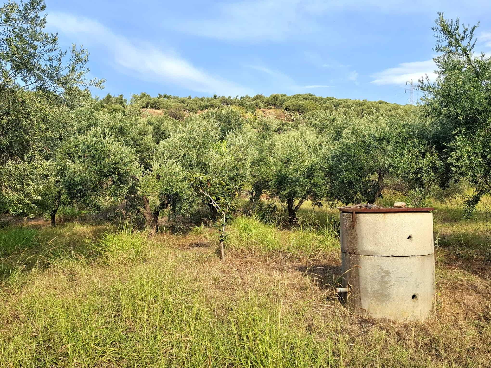 Campo di ulivi con albero di olivo in una zona rurale e cielo azzurro, immagine di natura e agricoltura italiana.