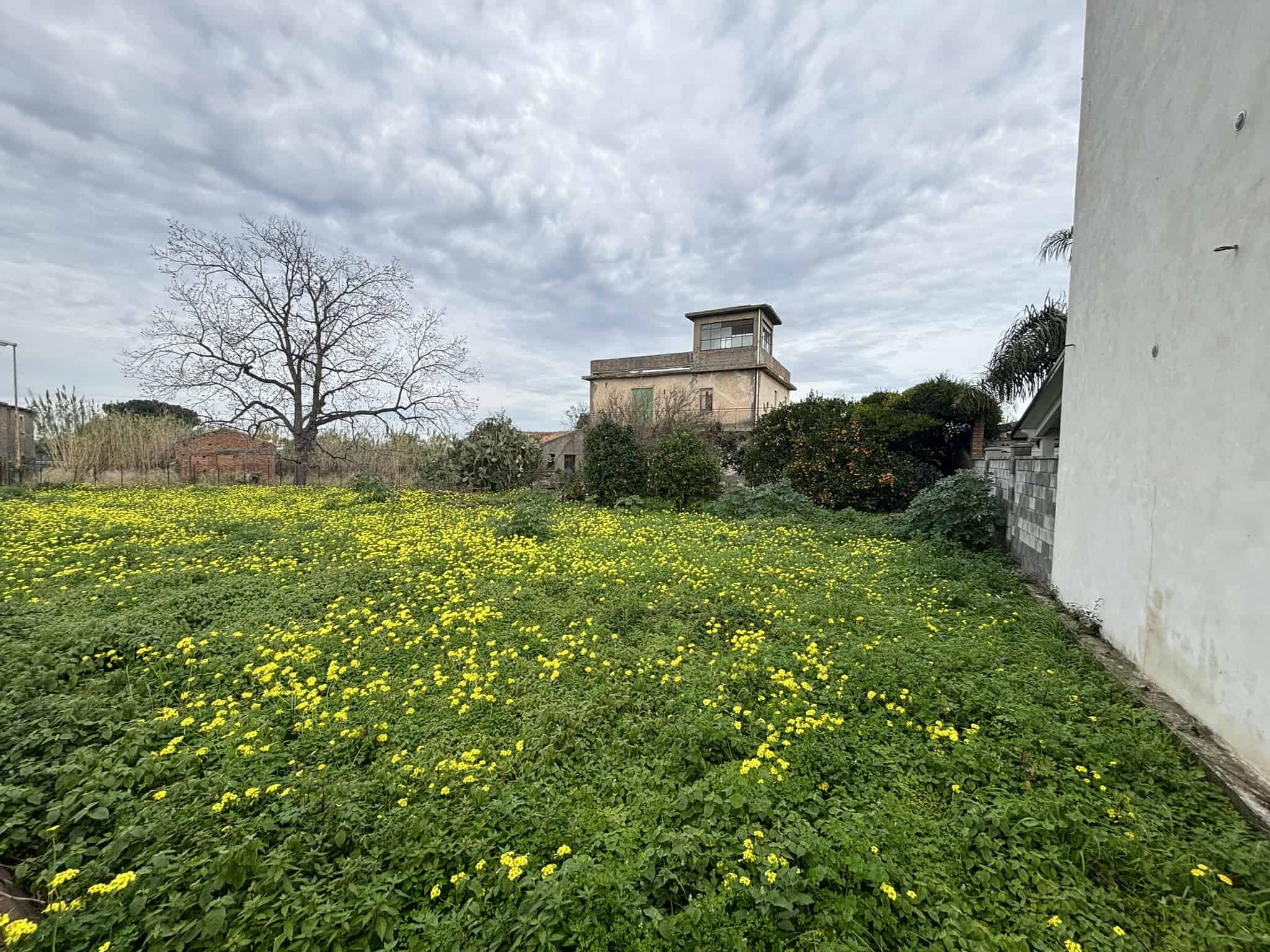 Fiore all'aperto con prato verde e fiori gialli, giardino recintato, case moderne e albero spoglio sullo sfondo, cielo nuvoloso, ambiente tranquillo, ideale per residenza o investimento immobiliare.