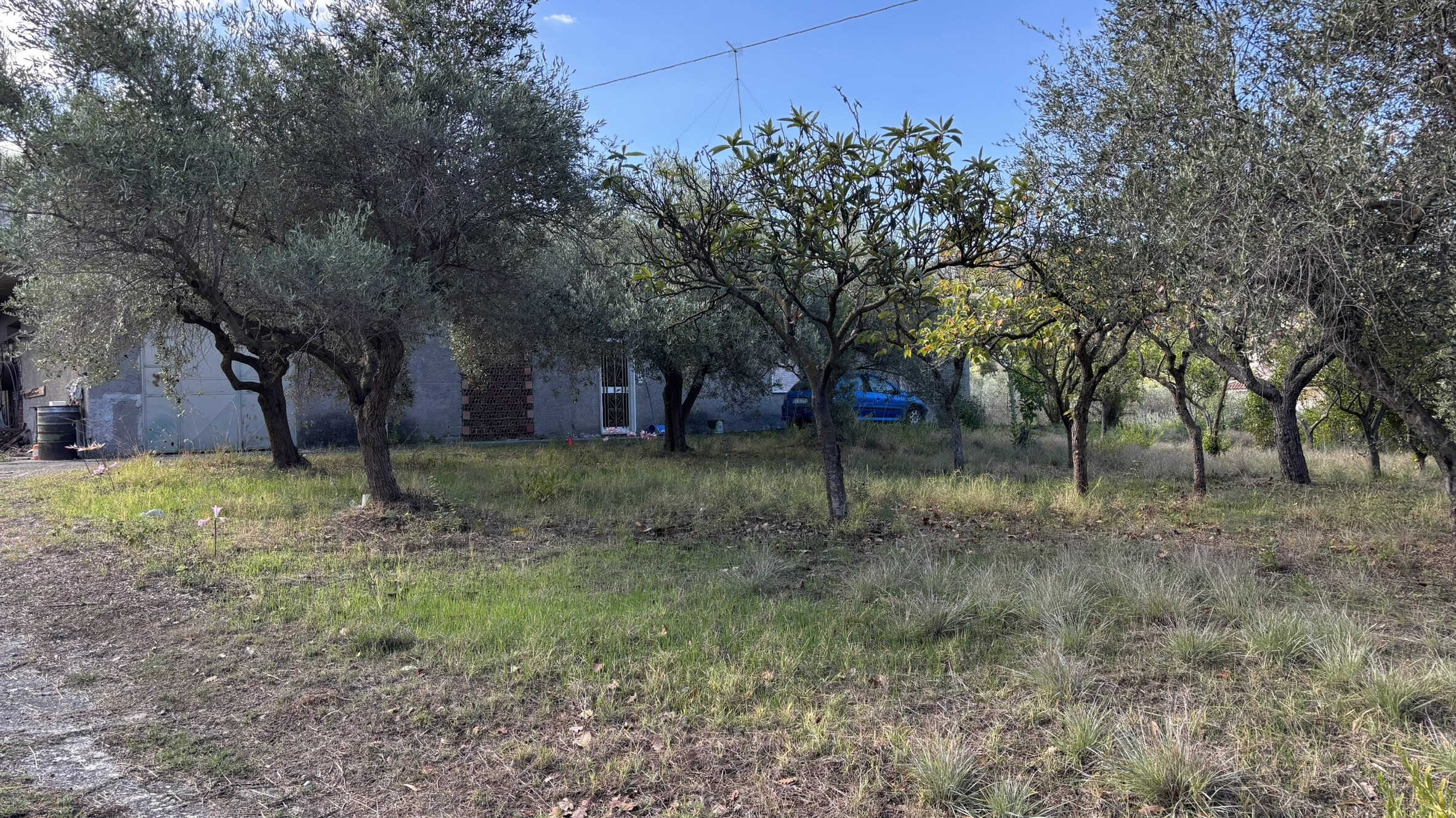 Fogliame di ulivi e alberi da frutto in giardino, ideale per vendita case di campagna e immobili rustici, con ampio spazio verde e ambiente tranquillo.