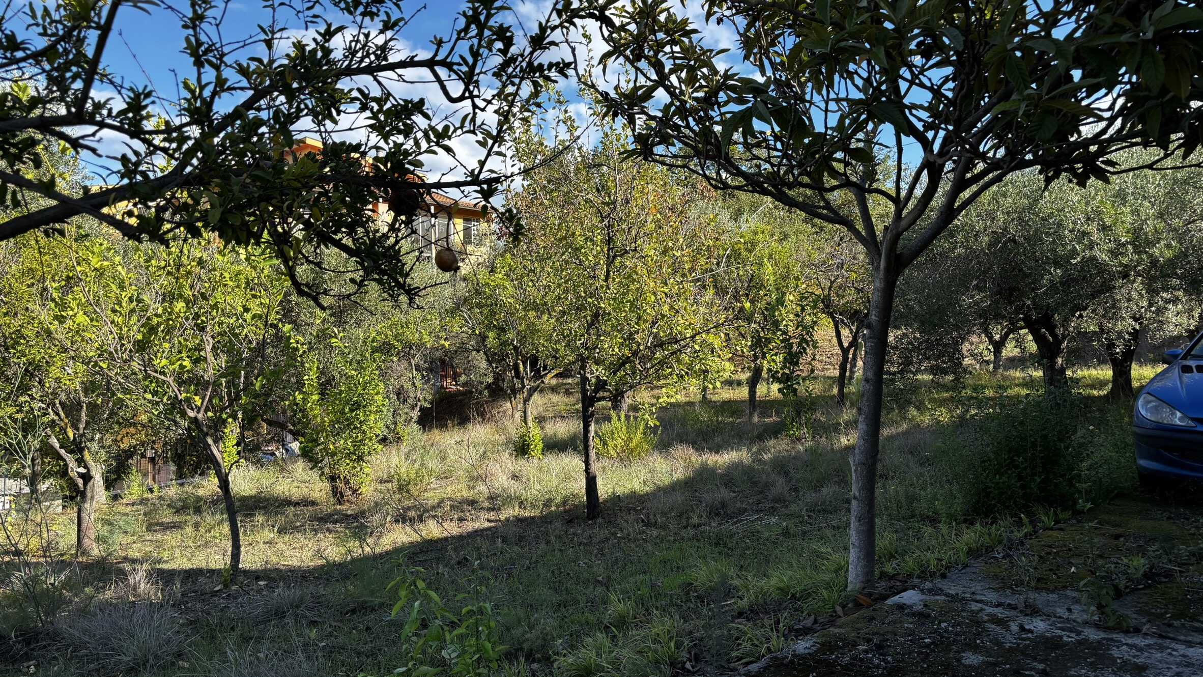 Altra foto di un giardino rigoglioso con alberi da frutto e natura rigogliosa, ideale per vivere nella tranquillità con stile e comfort, proprietà NextCasa.