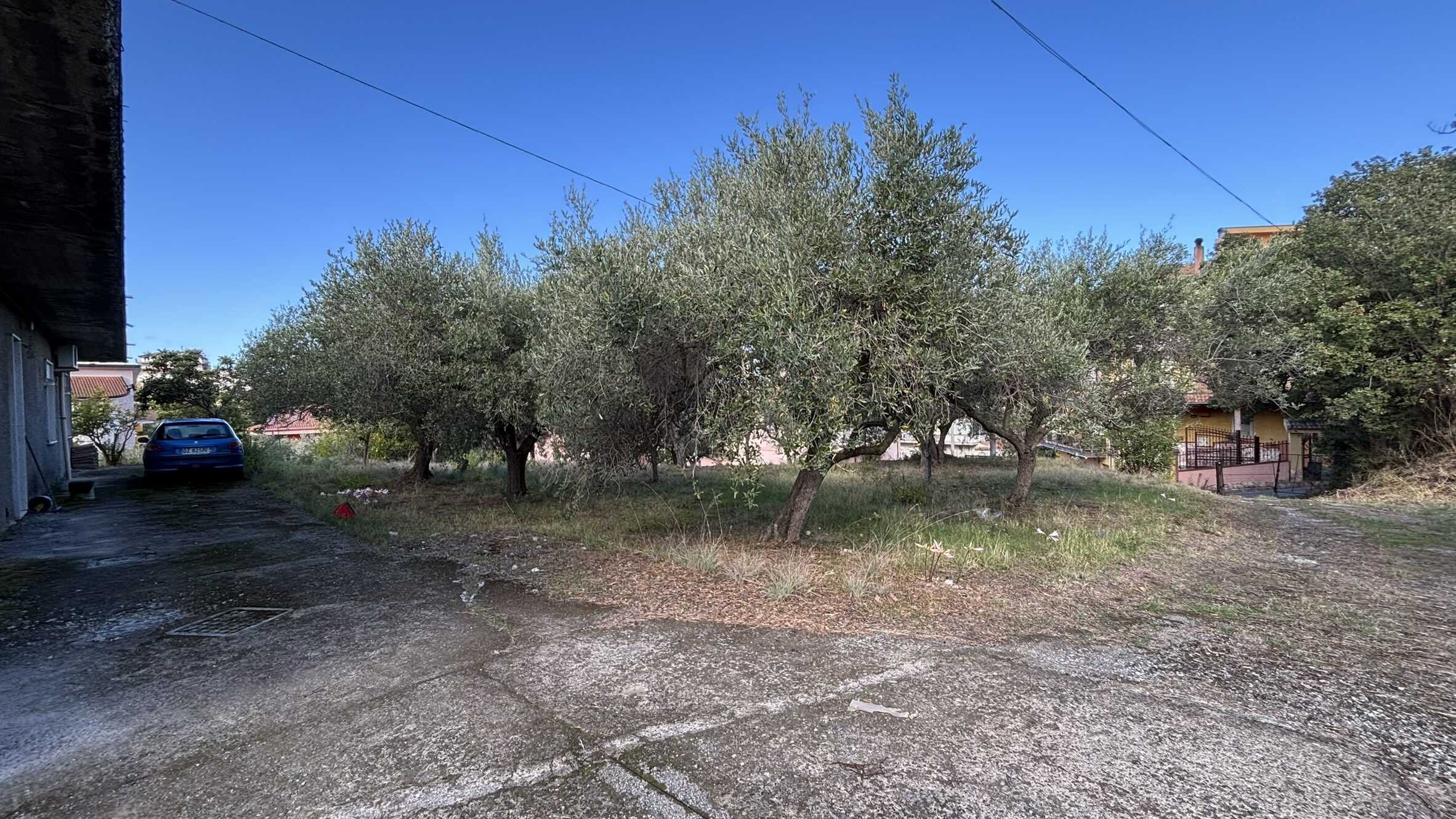 Arbore e giardino in un cortile residenziale con strada asfaltata, case e accesso privato, ambiente tranquillo e naturale, ideale per progetti di investimento o ristrutturazione immobiliare a NextCasa.
