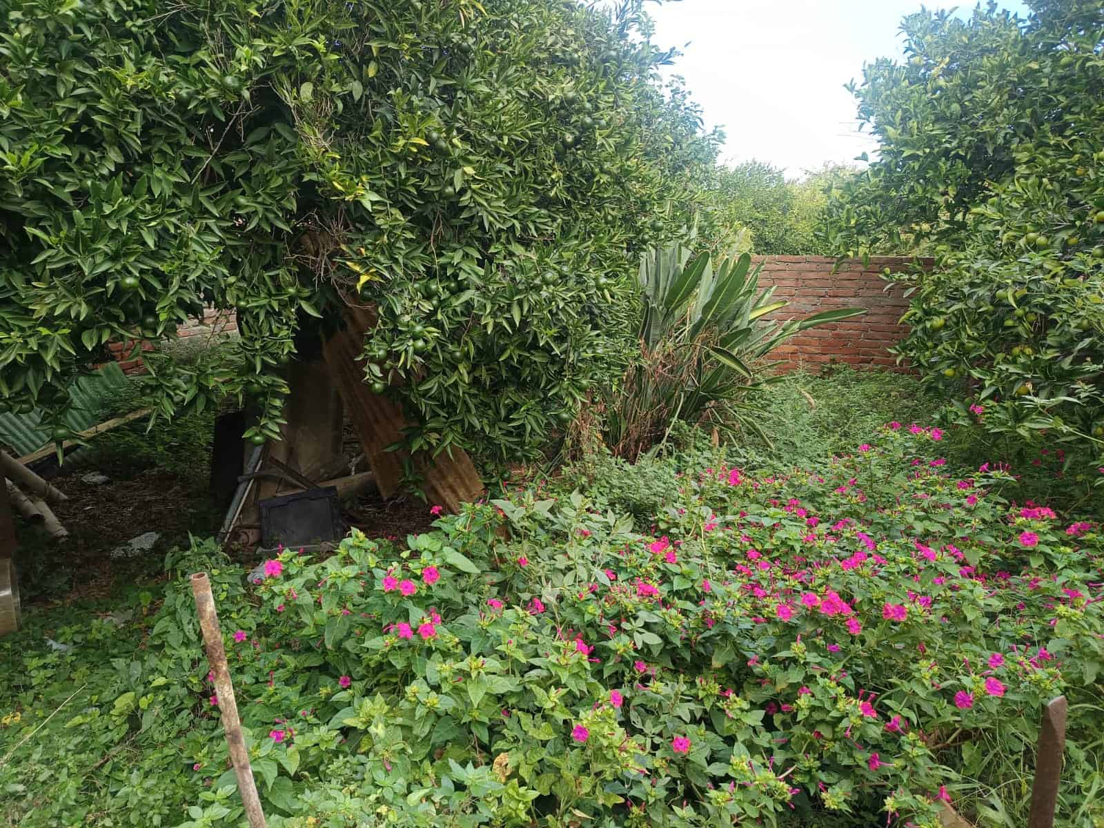 Immagine di un giardino con piante di agrumi, fiori rosa e una parete di mattoni rossi, creando un ambiente verdeggiante e accogliente ideale per contesti di proprietà residenziali o agricole.