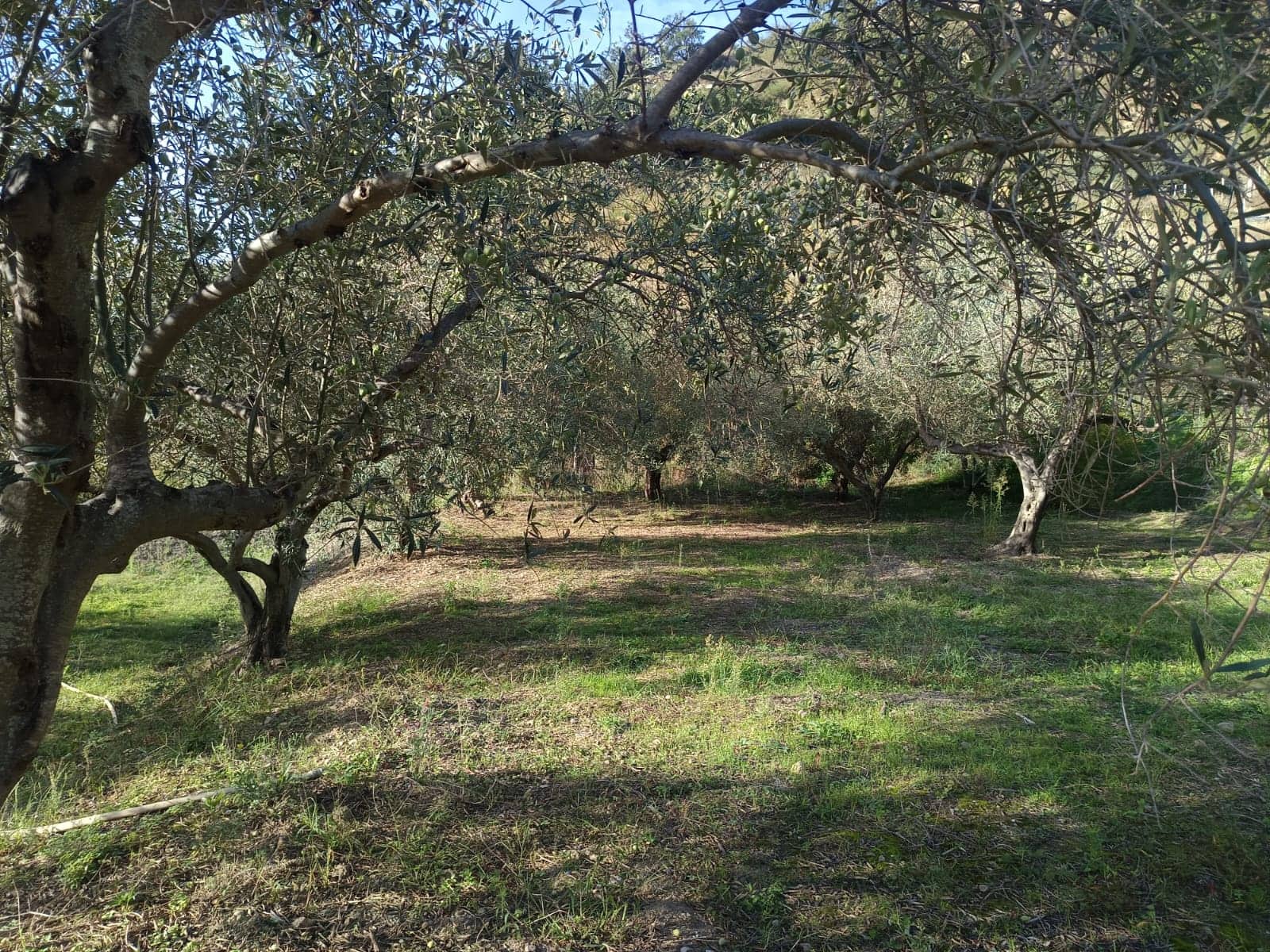 Ulivi secolari nel contesto di un frutteto mediterraneo, agricoltura sostenibile e paesaggio rurale.
