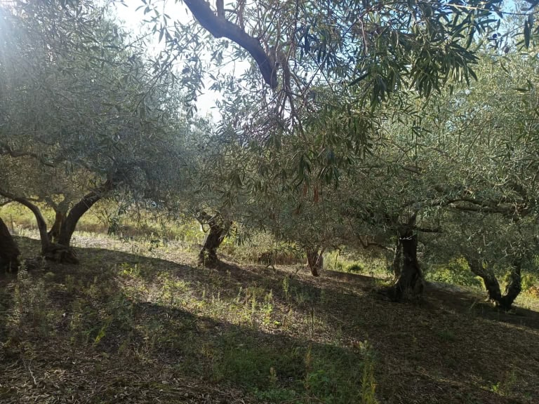 Terreno agricolo in vendita in Contrada Pietrazze, San Pier Niceto, Me