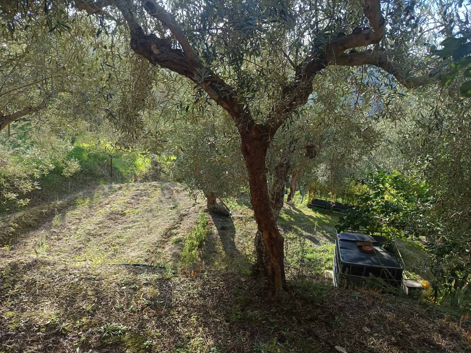 Campo in collina con alberi di ulivo, terreno terra e vegetazione naturale, vista paesaggistica rurale, atmosfera tranquilla e rurale, natura e agricoltura, ambiente all'aperto e verde.