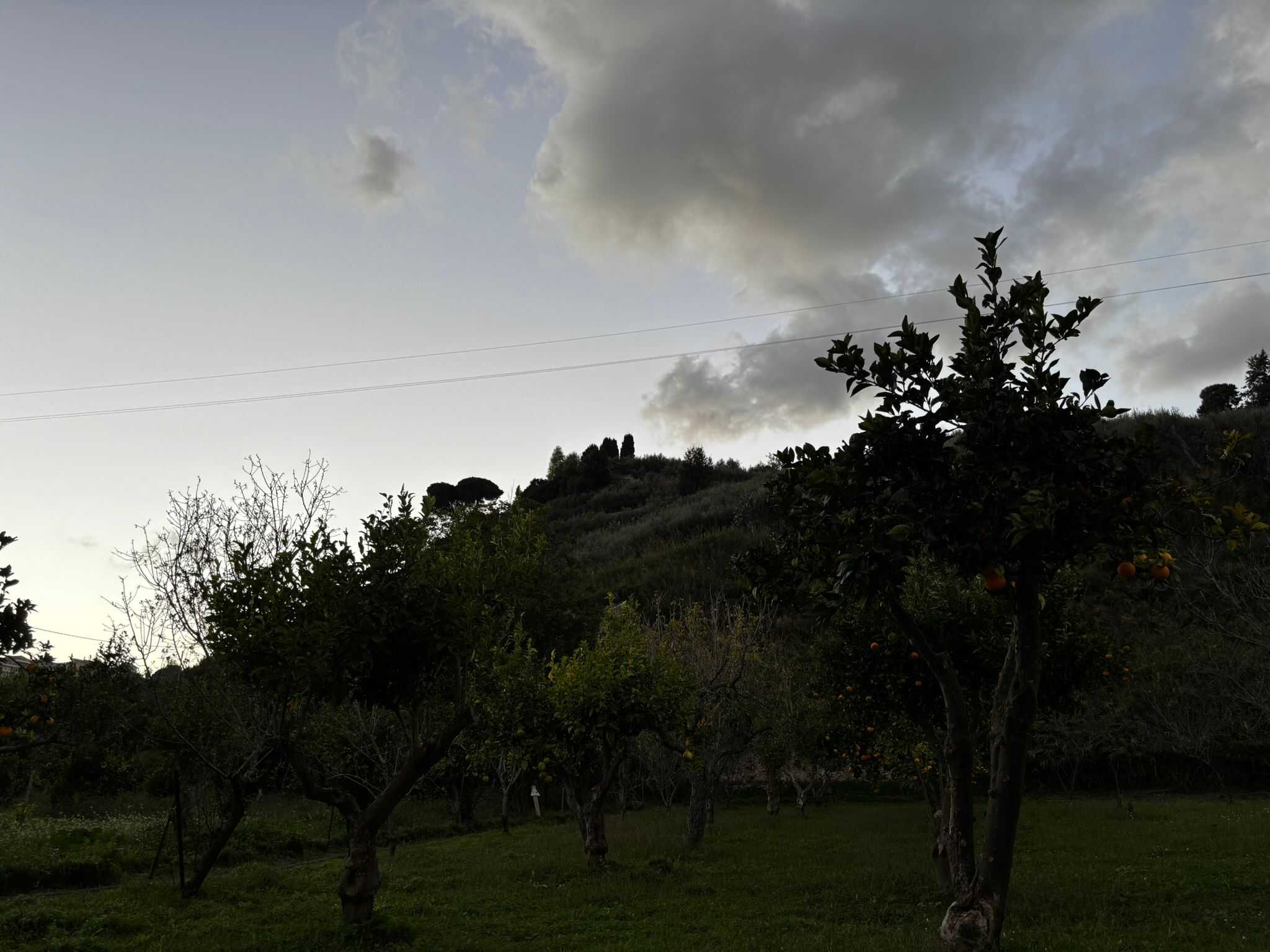 Ulivi in un paesaggio rurale alla sera, con nuvole sul cielo e un'ambientazione naturale e tranquilla, ideale per immagini di agricoltura e natura.