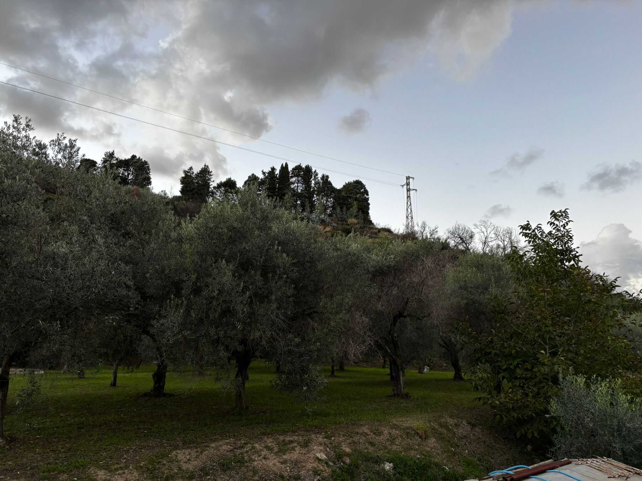 Olive trees e paesaggio collinare in Toscana, natura e tranquillità, ideale per agriturismi e case vacanza. Paesaggio rurale con alberi e colline, atmosfera serena e autentica campagna italiana.