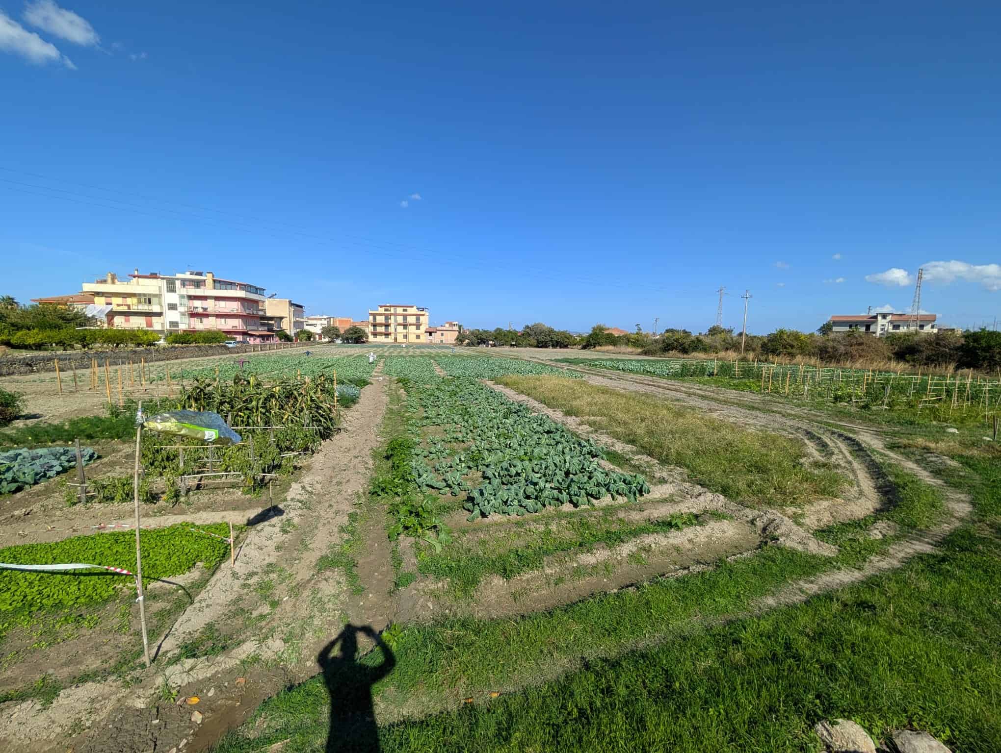 Campo agricolo con ortaggi e piante verdi sotto un cielo azzurro, vicino a edifici residenziali, ideale per investimenti e vita rurale, foto di qualità per annunci immobiliari NextCasa.