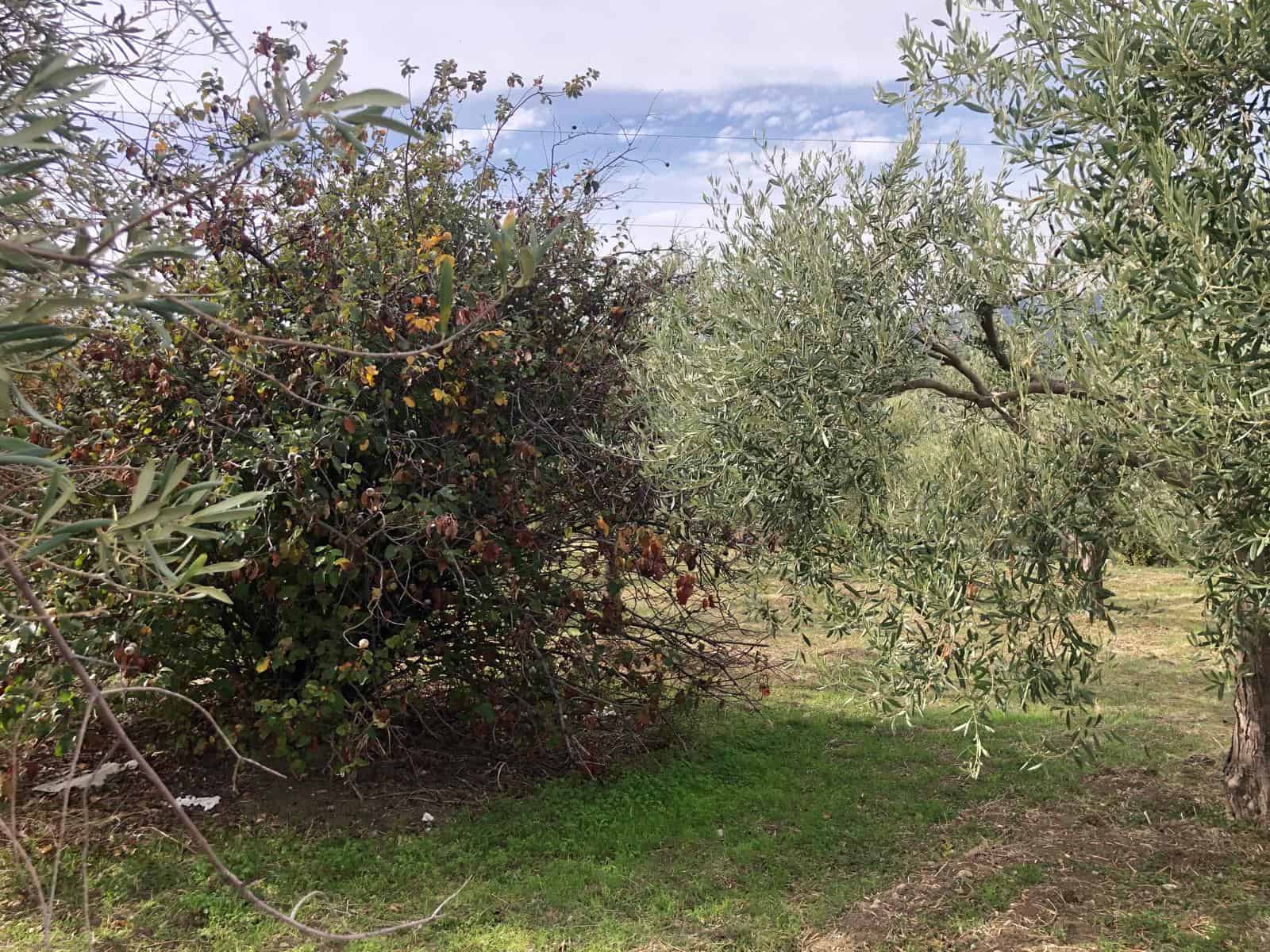 Olivi e macchia mediterranea in giardino, ambientazione naturale e tranquilla, perfetta per case di campagna o agriturismi, esempio di paesaggio rurale con vegetazione tipica.