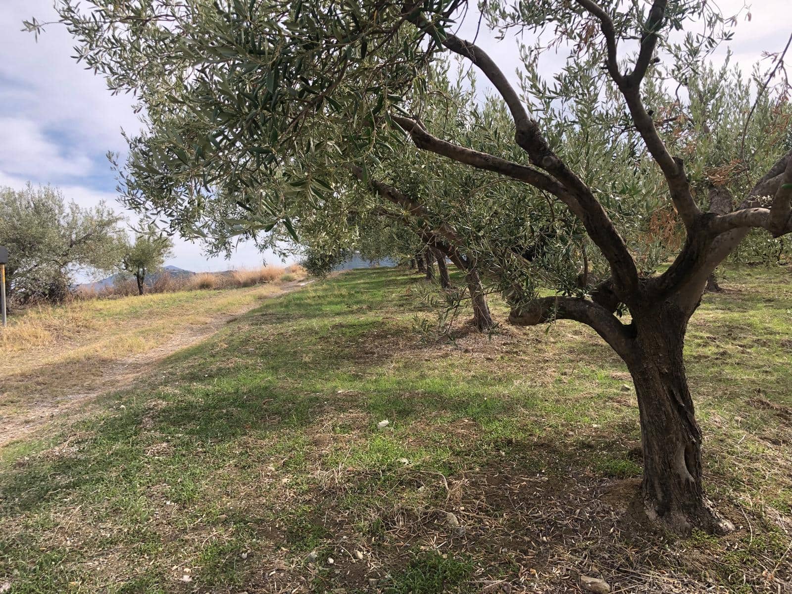 Olive trees sul paesaggio rurale, vista panoramica di un giardino orto Marco d'Olivo, natura mediterranea, agricoltura sostenibile, ambiante naturale, tranquillità e autenticità.