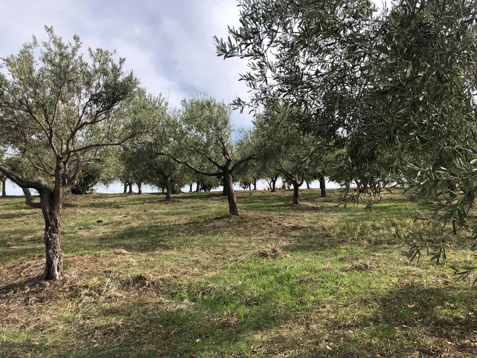 Albero di olive in un uliveto verdeggiante con cielo nuvoloso, ideale per agricoltura sostenibile e investimenti immobiliari in ambienti rurali di NextCasa.