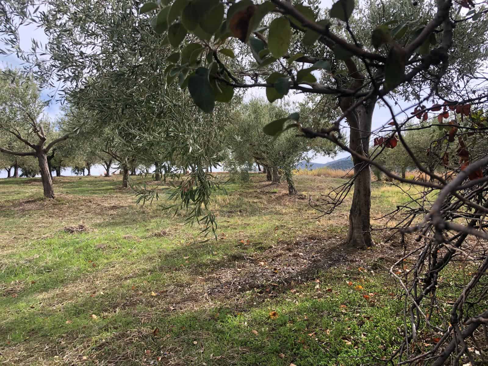 Olive grove con alberi frondosi e terriccio fertile, paesaggio agricolo di Sicilia. Destinato all’agricoltura biologica e alla produzione di olio extravergine di oliva di alta qualità. NextCasa proposta immobiliare.
