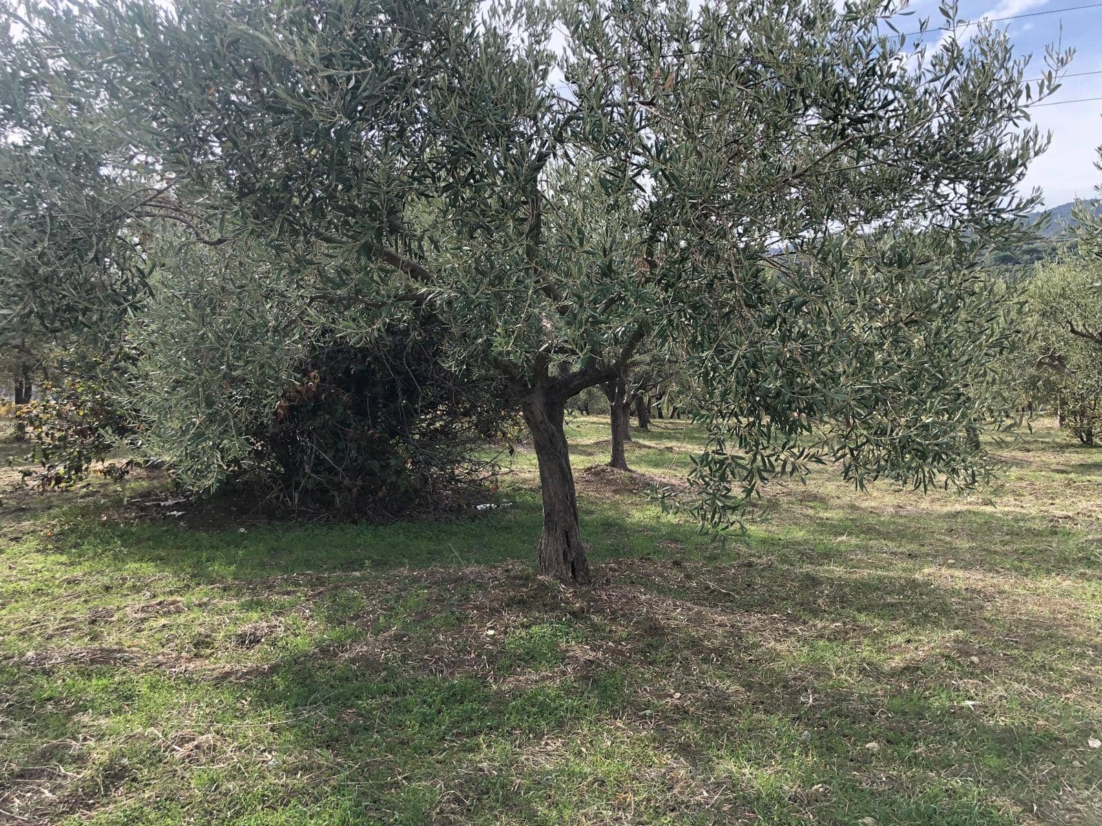 Olivo secolare in un frutteto con altri alberi, paesaggio rurale.