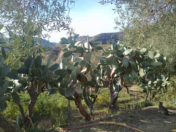 Piante di fico e olivo in un serra con paesaggio montano sullo sfondo, ambiente naturale e rurale, giardino mediterraneo, caratteristiche agricole, nutrimento e biodiversità, ideale per case NextCasa in stile rustico.