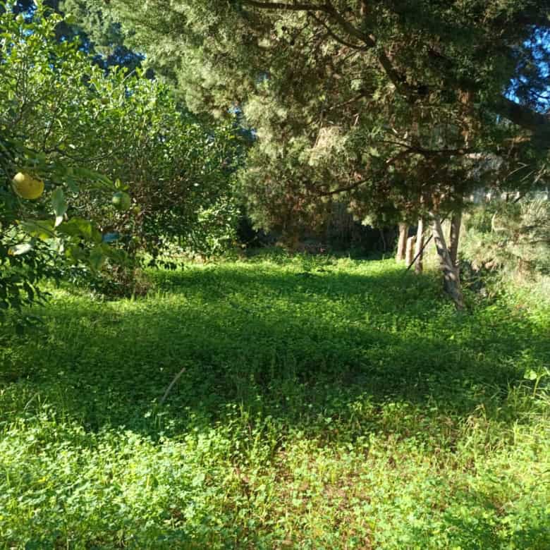 Suggerimento: una veduta di un giardino verdeggiante con alberi e vegetazione lussureggiante, ideale per uno spazio all'aperto e natura incontaminata.