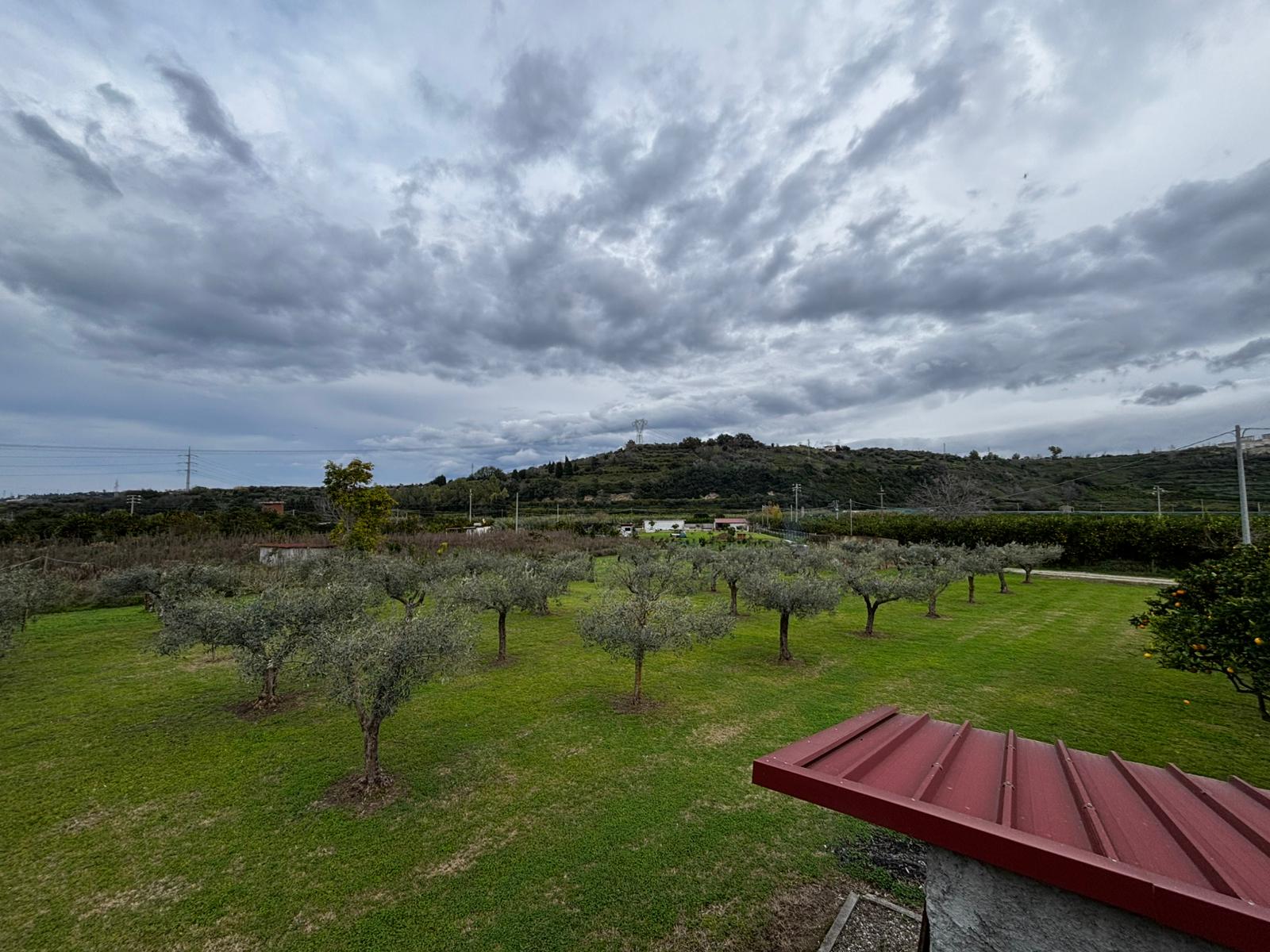 Ulivi in un giardino rigoglioso con colline e cielo nuvoloso sullo sfondo, perfetti per agriturismo, produzione di olio d'oliva e vita rurale in Toscana.