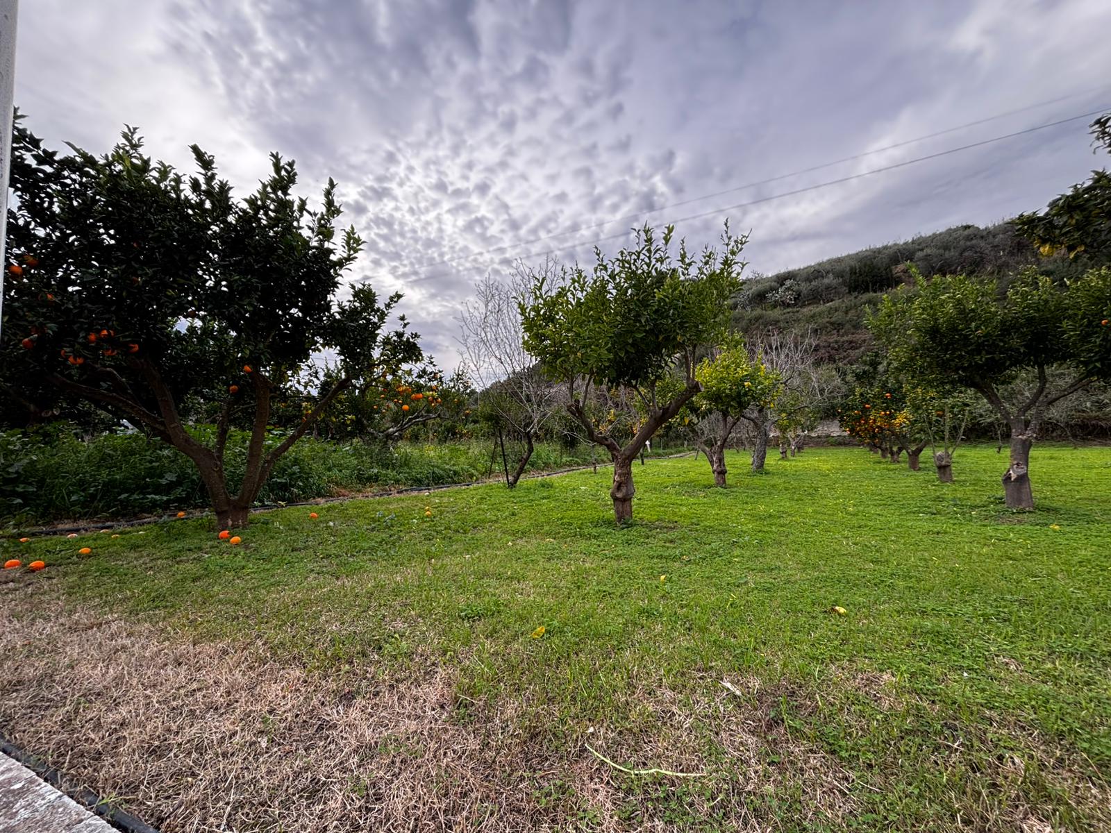Orto di alberi da frutto con mandarini, su prato verde sotto un cielo nuvoloso, ottimo per investimento immobiliare e agricoltura sostenibile.