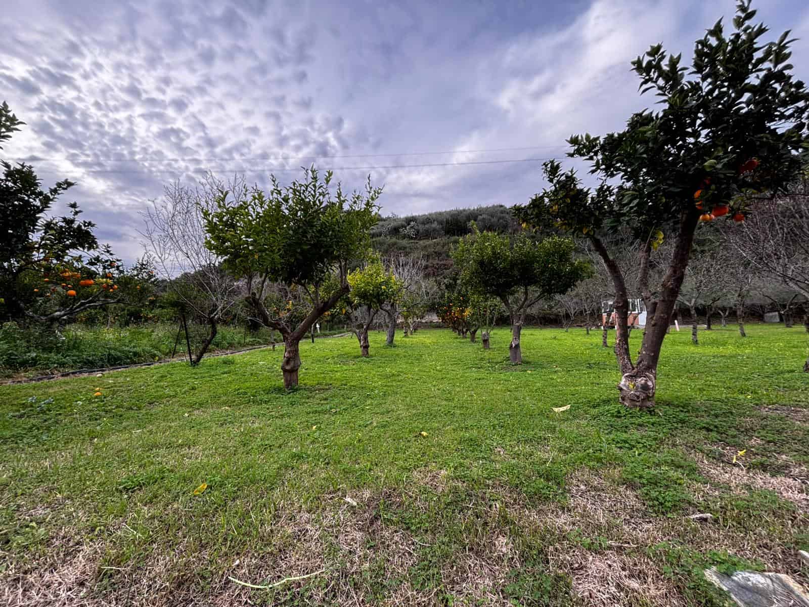 Orto con alberi di agrumi e prato verde, paesaggio rurale naturale e sereno in Toscana, ideale per proprietà immobiliari o investimenti immobiliari di NextCasa.