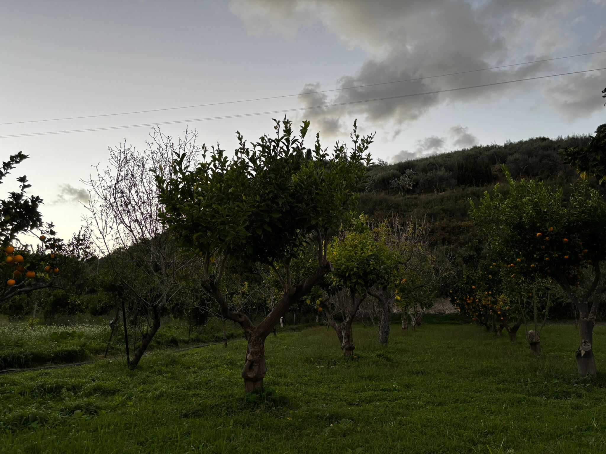 Ulivi in giardino con frutti maturi, paesaggio naturale con colline e cielo nuvoloso, immagine di agricoltura sostenibile e vita rurale in Italia.