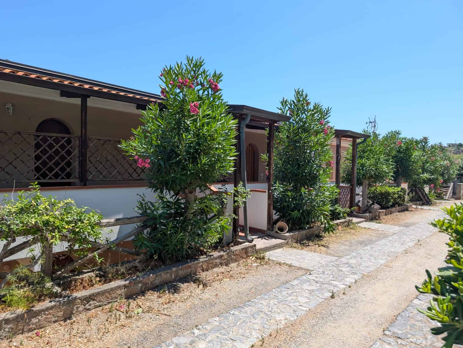 Vigoreuse pianta di oleandro con fiori rosa lungo un edificio residenziale in stile mediterraneo, strada di pietra e giardini curati, vista esterna in clima caldo e soleggiato, atmosfera tranquilla e naturale.