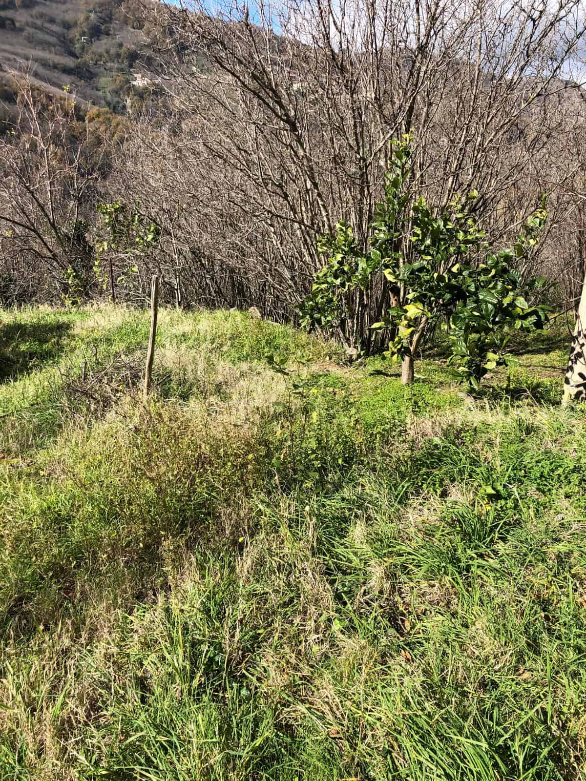 Montagna con alberi e vegetazione verde, terreno naturale, paesaggio outdoor, natura incontaminata, ambiente rurale, proprietà terriera, vista panoramica, spazio aperto, scenari naturali, terreno agricolo.