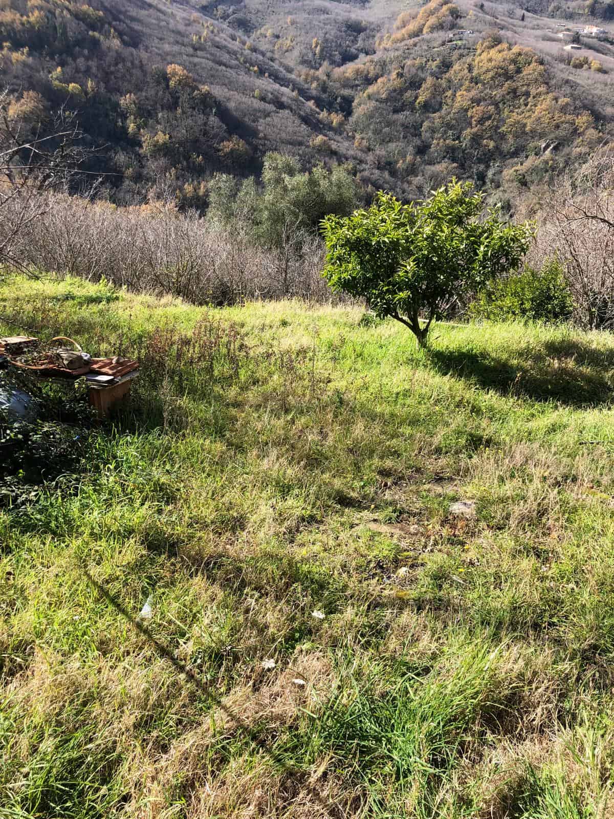 Un terreno con erba verde in una zona collinare, con un albero fruttifero centrale e uno scatolone in disuso sul lato sinistro, con sfondo di colline con vegetazione autunnale e un cielo sereno.