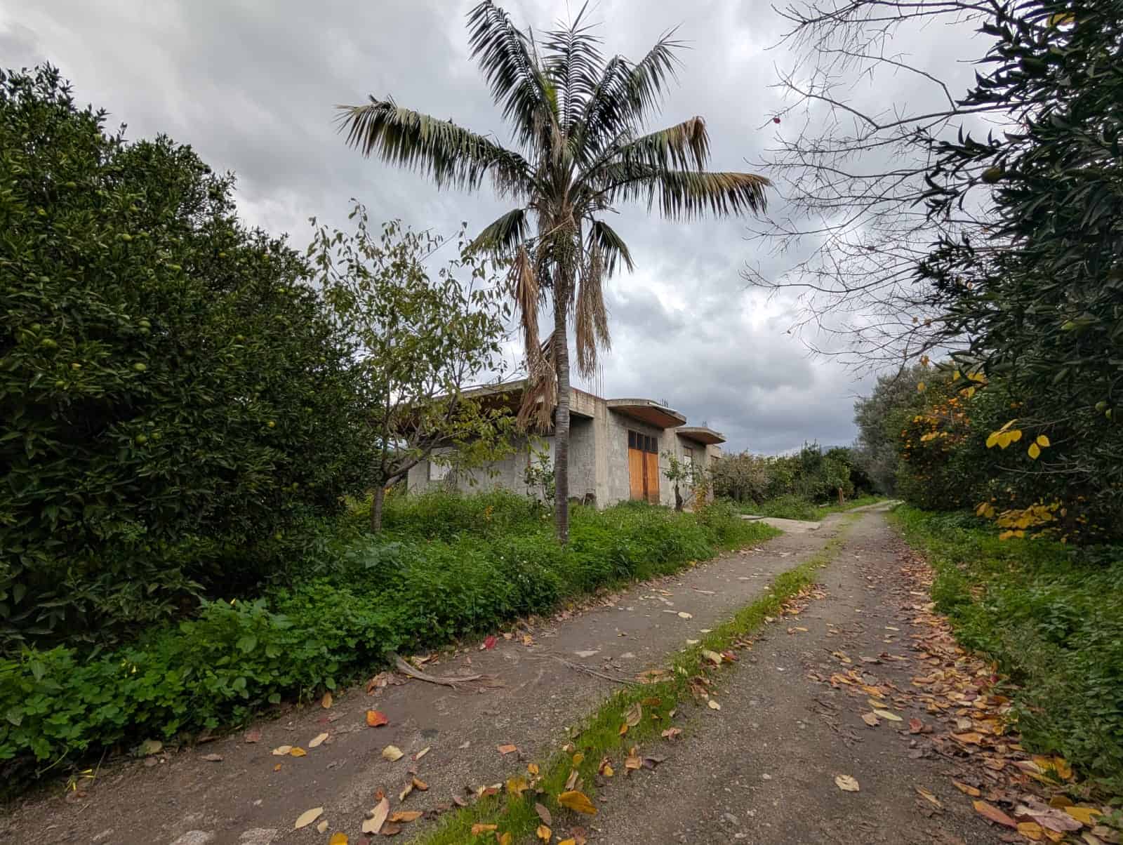 Vecchio casale in campagna circondato da alberi e vegetazione, strada sterrata con foglie cadute, cielo nuvoloso, atmosfera rurale e tranquilla, ideale per investimenti immobiliari rurali.