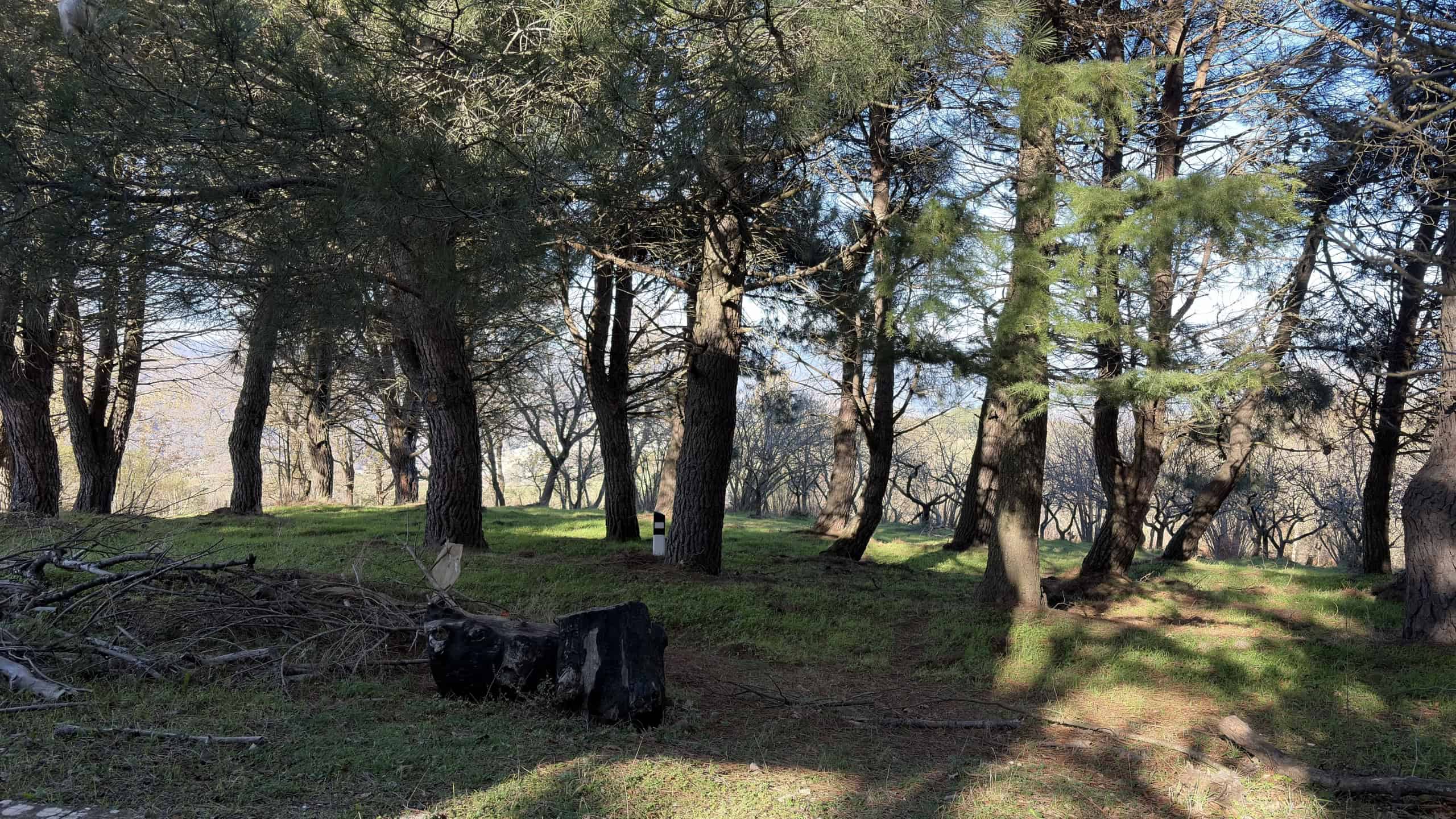 Atmosfera di bosco naturale con alberi al sole, ambiente tranquillo per investimento immobiliare e case vicino alla natura.