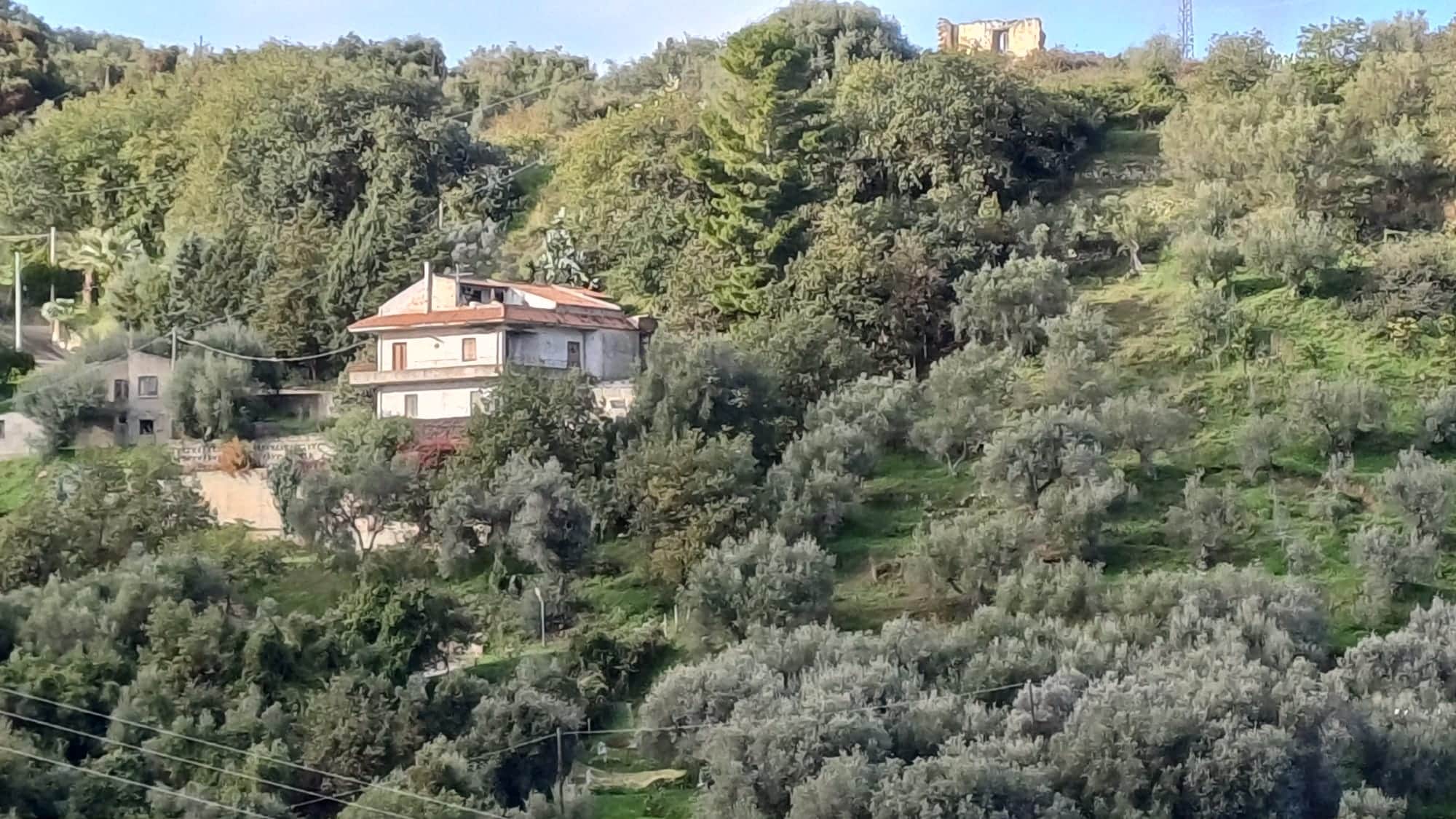 Vicolo tra gli uliveti che porta a una casa rustica su una collina verde, circondata da alberi di ulivo e vegetazione rigogliosa, sotto un cielo azzurro.