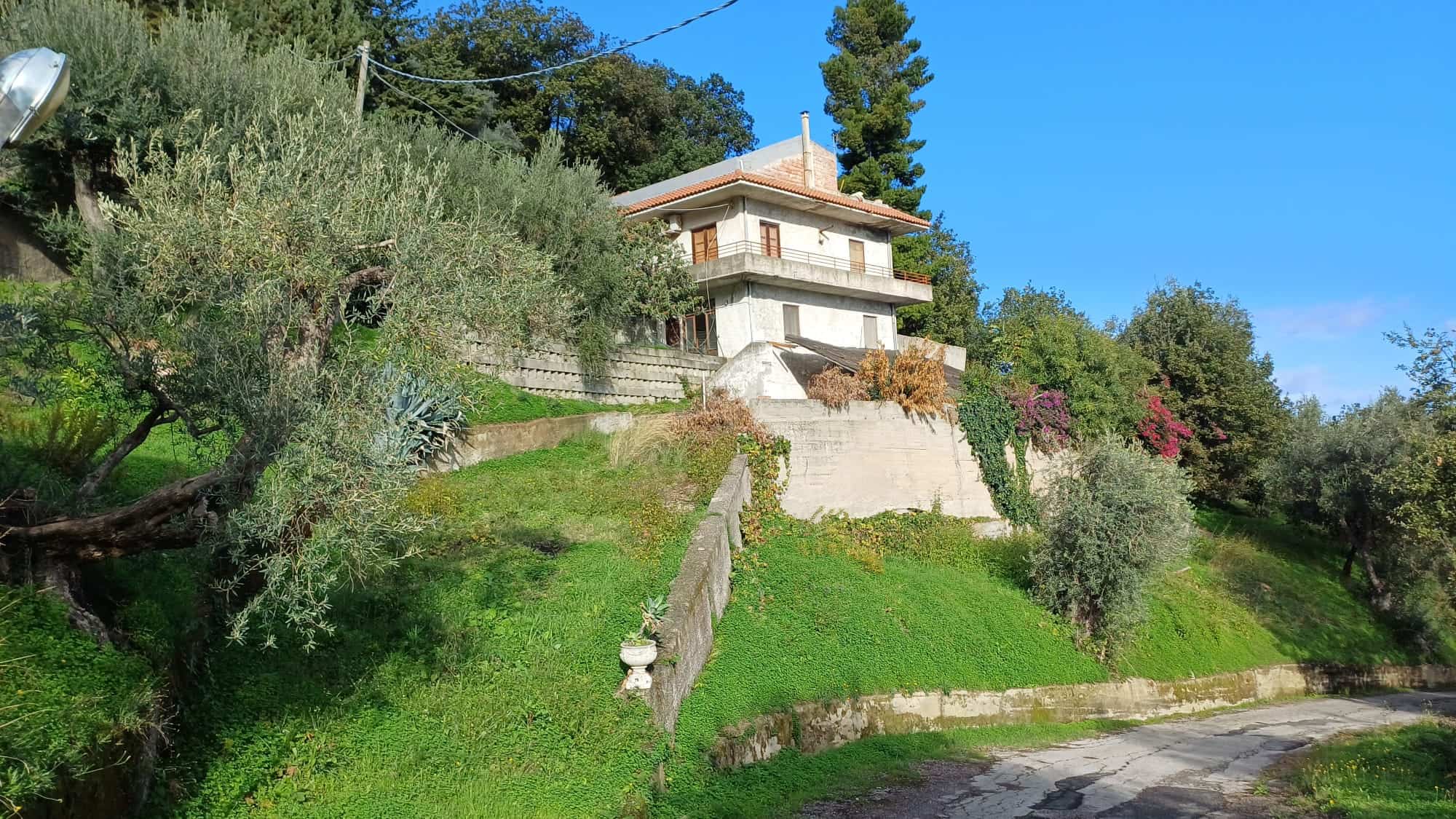 Olivo secolare su collina con villa in stile rustico, natura rigogliosa e paesaggio mediterraneo, ideale per investimento immobiliare a NextCasa.