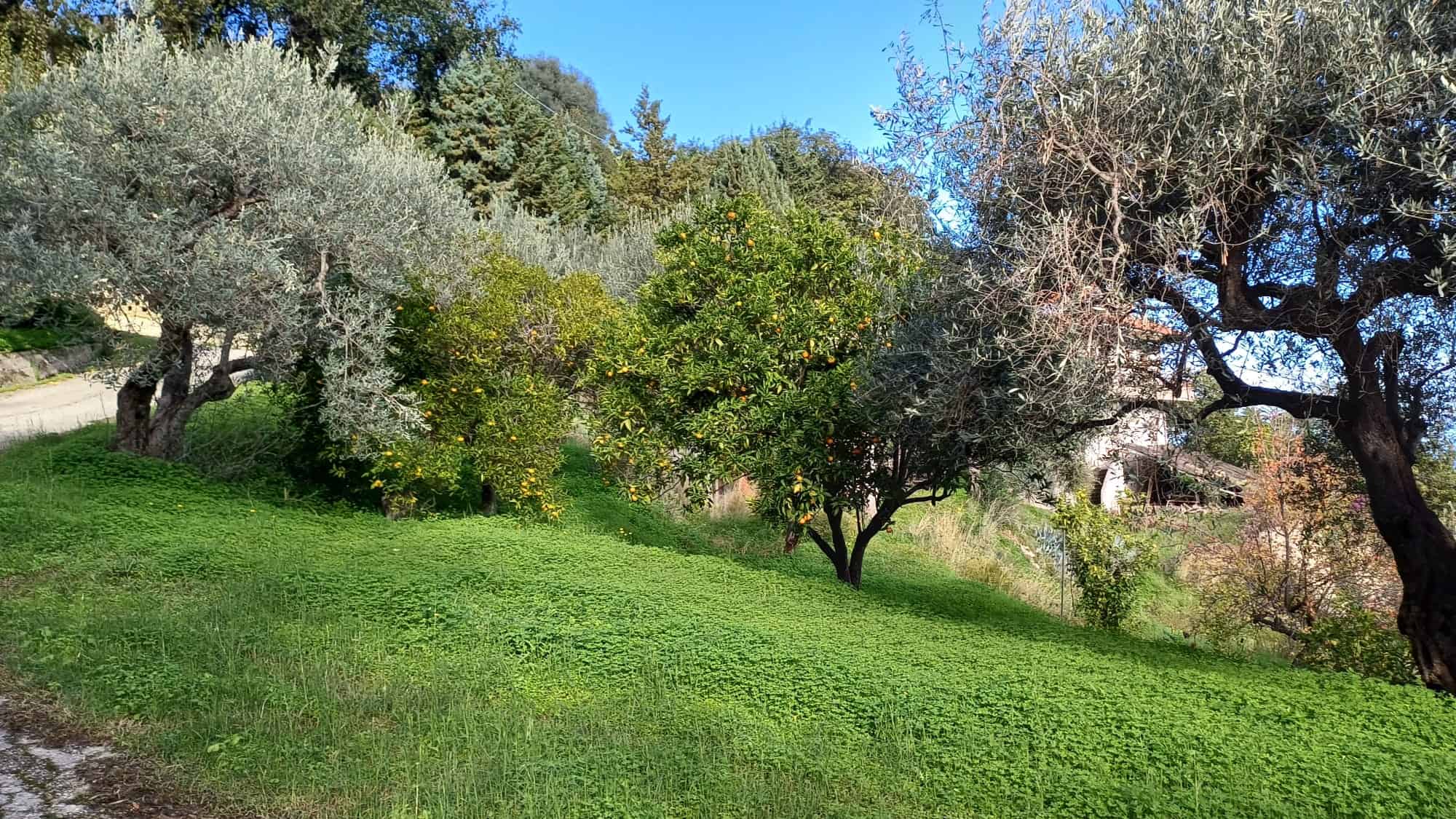 Ulivi e alberi da frutto in giardino con prato verde e cielo azzurro, scenario naturale e tranquillo, ideale per case in vendita o affitto, zona residenziale con spazi verdi.