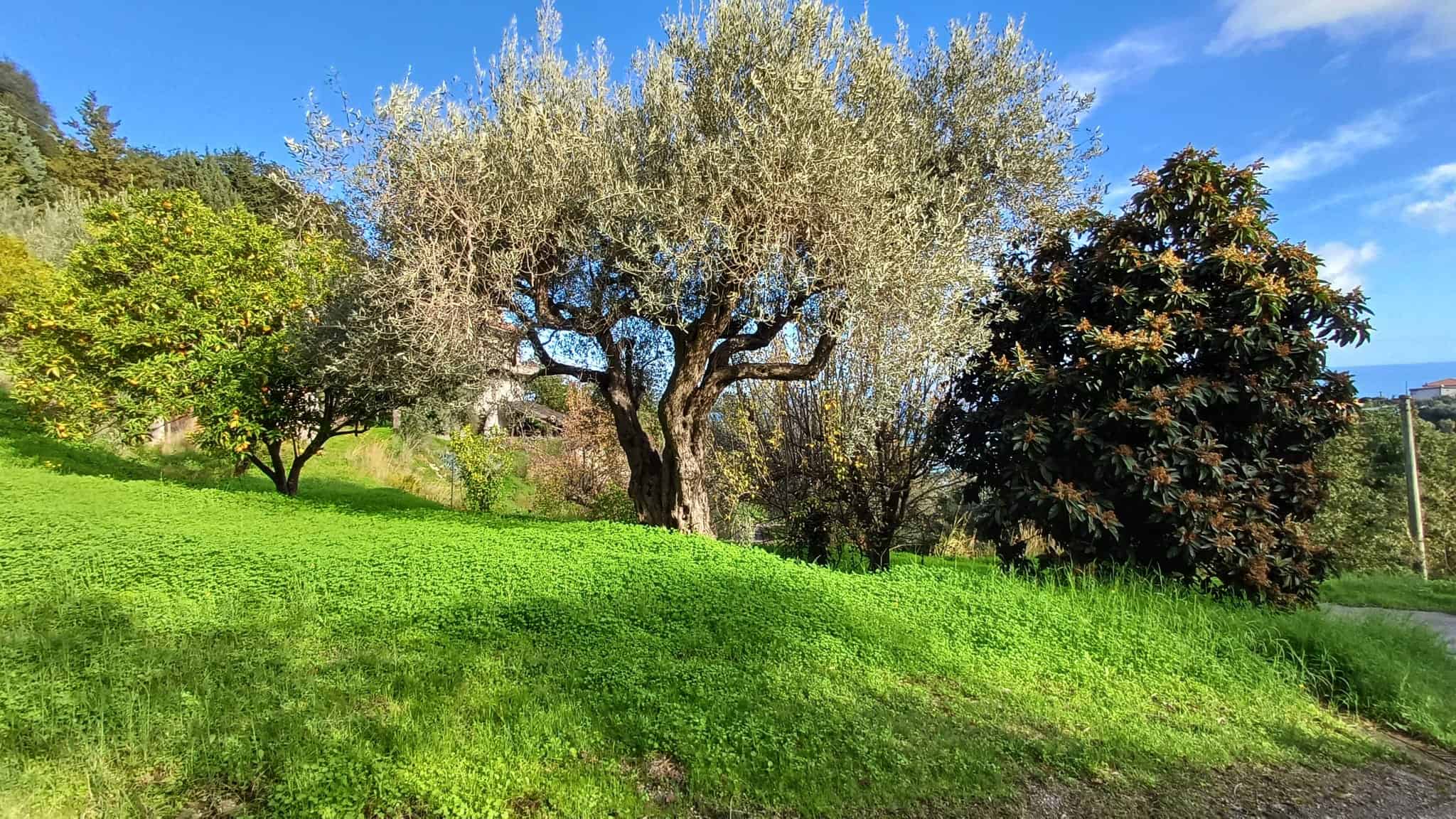 Alberi e piante verdi su un prato soleggiato con cielo blu, natura rigogliosa, paesaggio rurale, ambiente tranquillo, spazio verde, atmosfera di relax, giardino di campagna, benessere naturale, scenario outdoor, vegetazione autunnale.