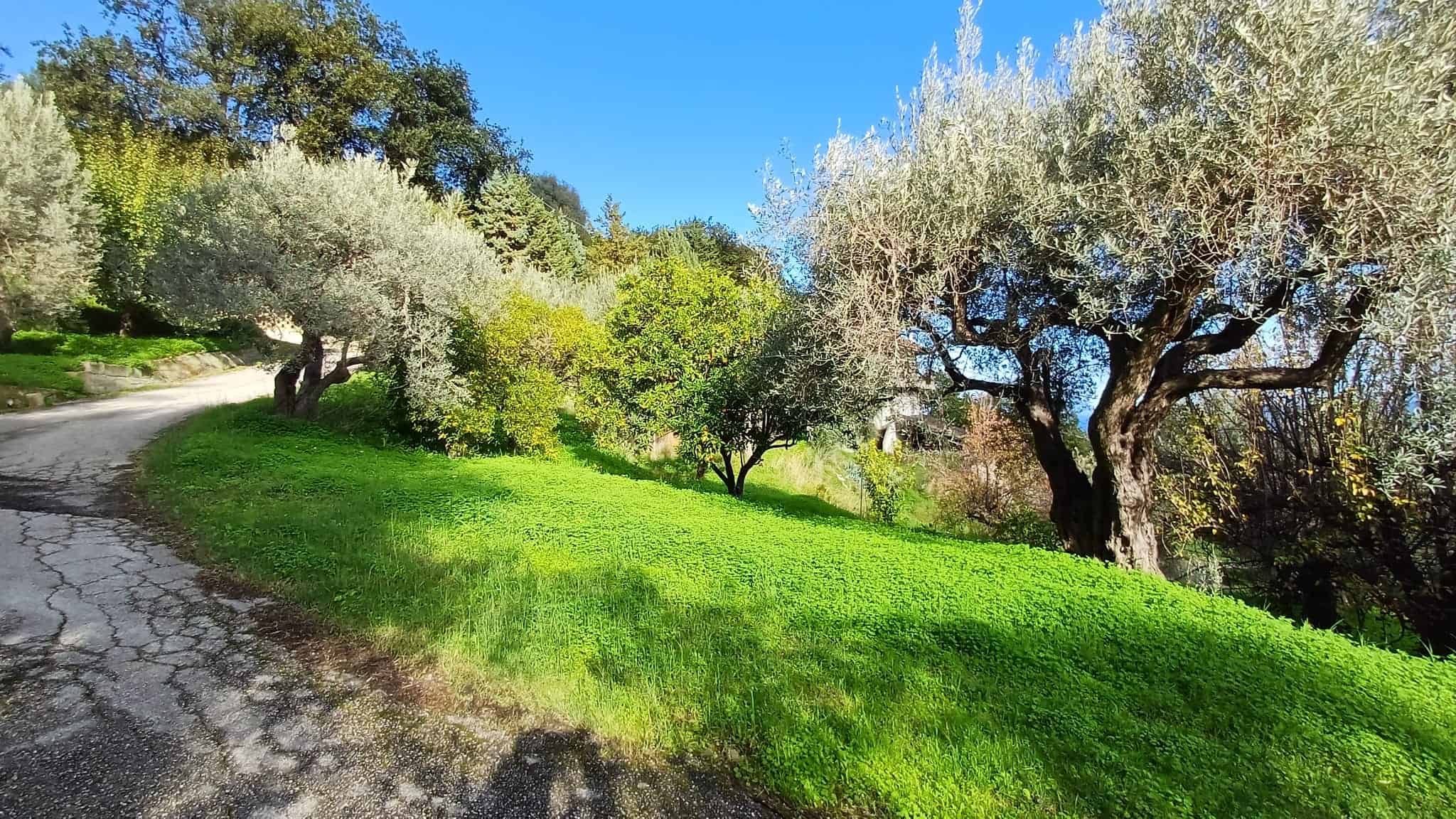 Albero di olivo secolare su un prato verde vicino a strada sterrata in un paesaggio naturale soleggiato.