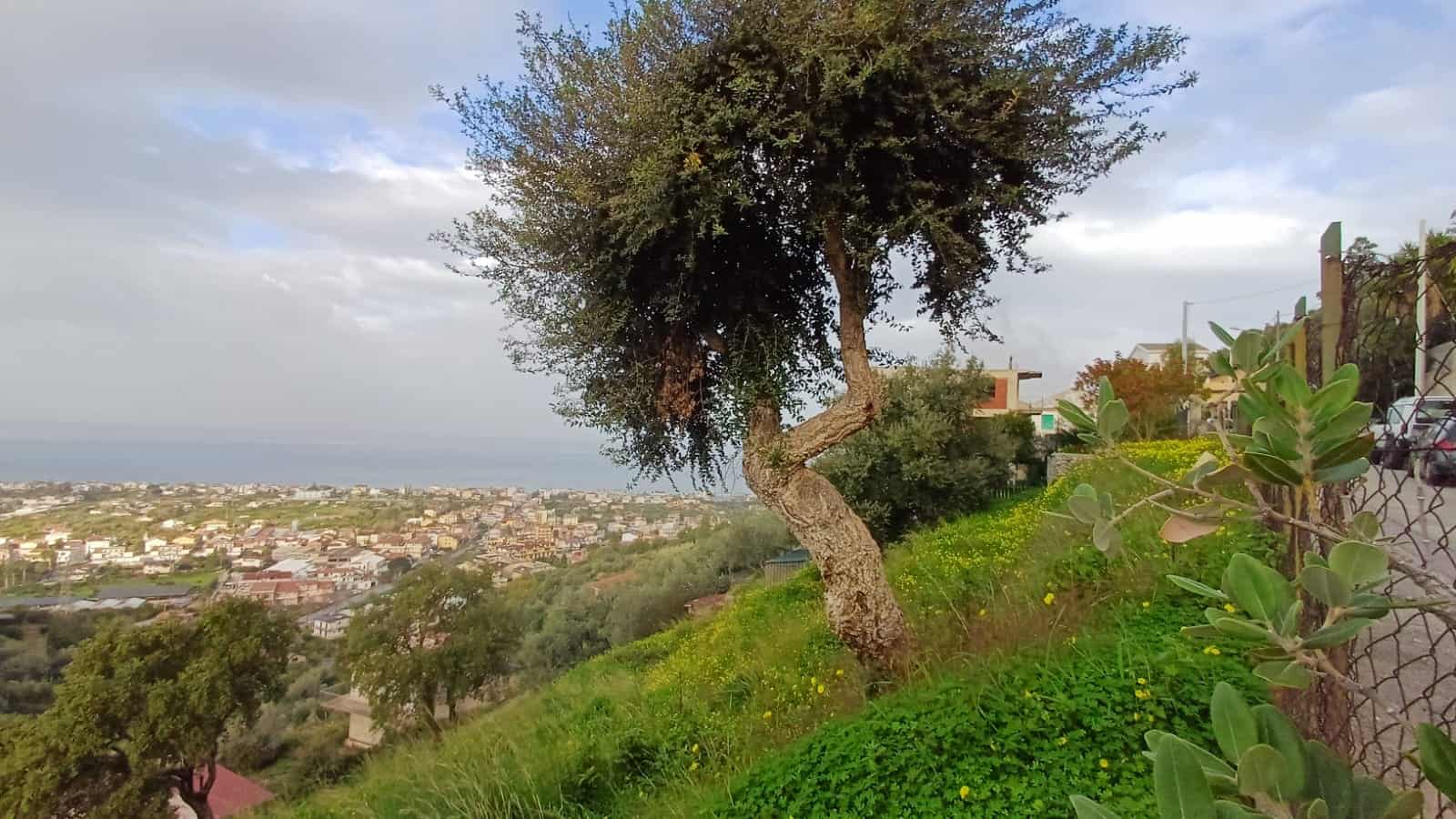 1. Albero su collinetta con vista mare e paesaggio urbano in lontananza, natura, tranquillità e panorama spettacolare.