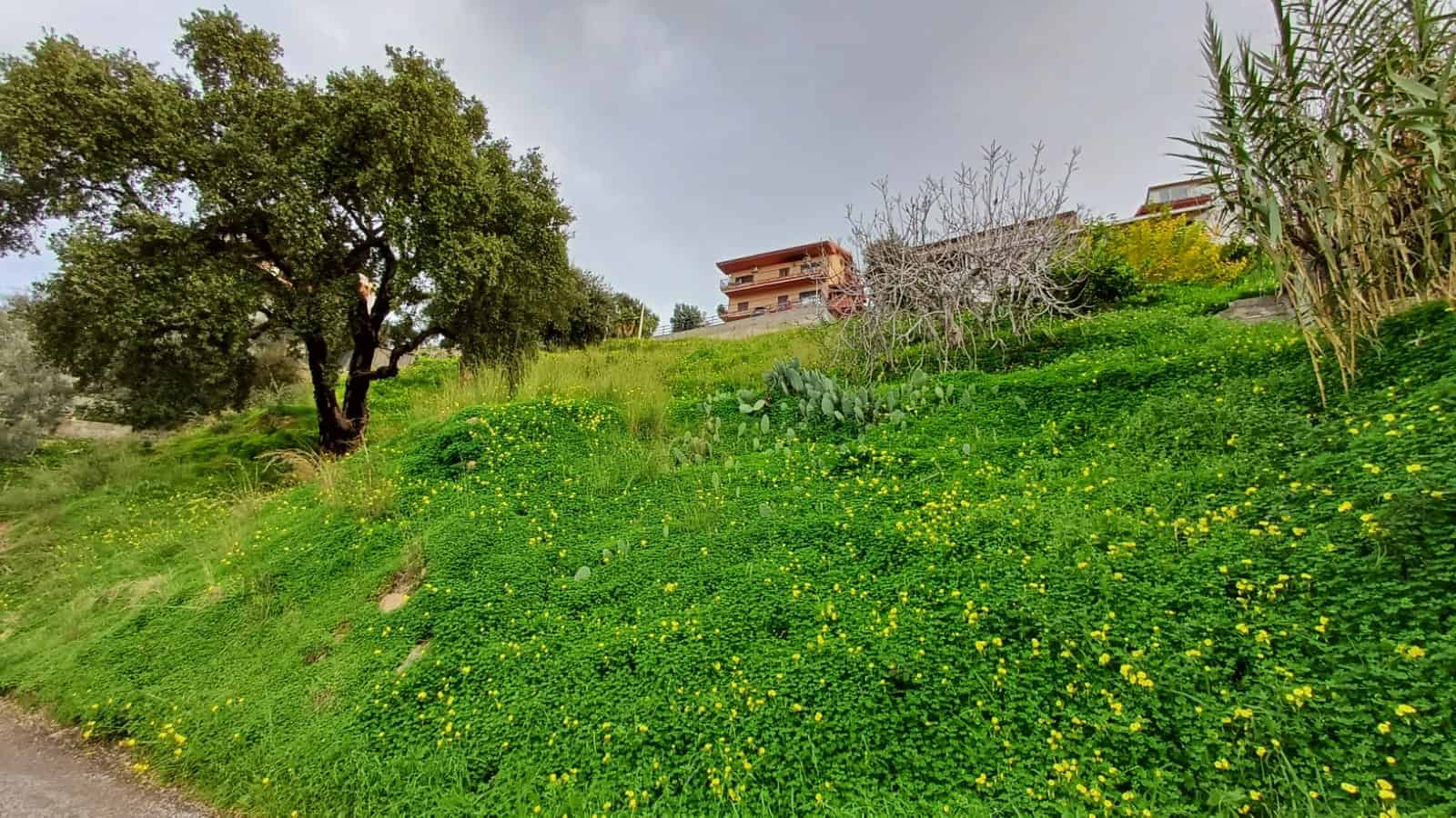 Prato verde con alberi e piante, case moderne sullo sfondo, paesaggio naturale e residenziale a NextCasa.