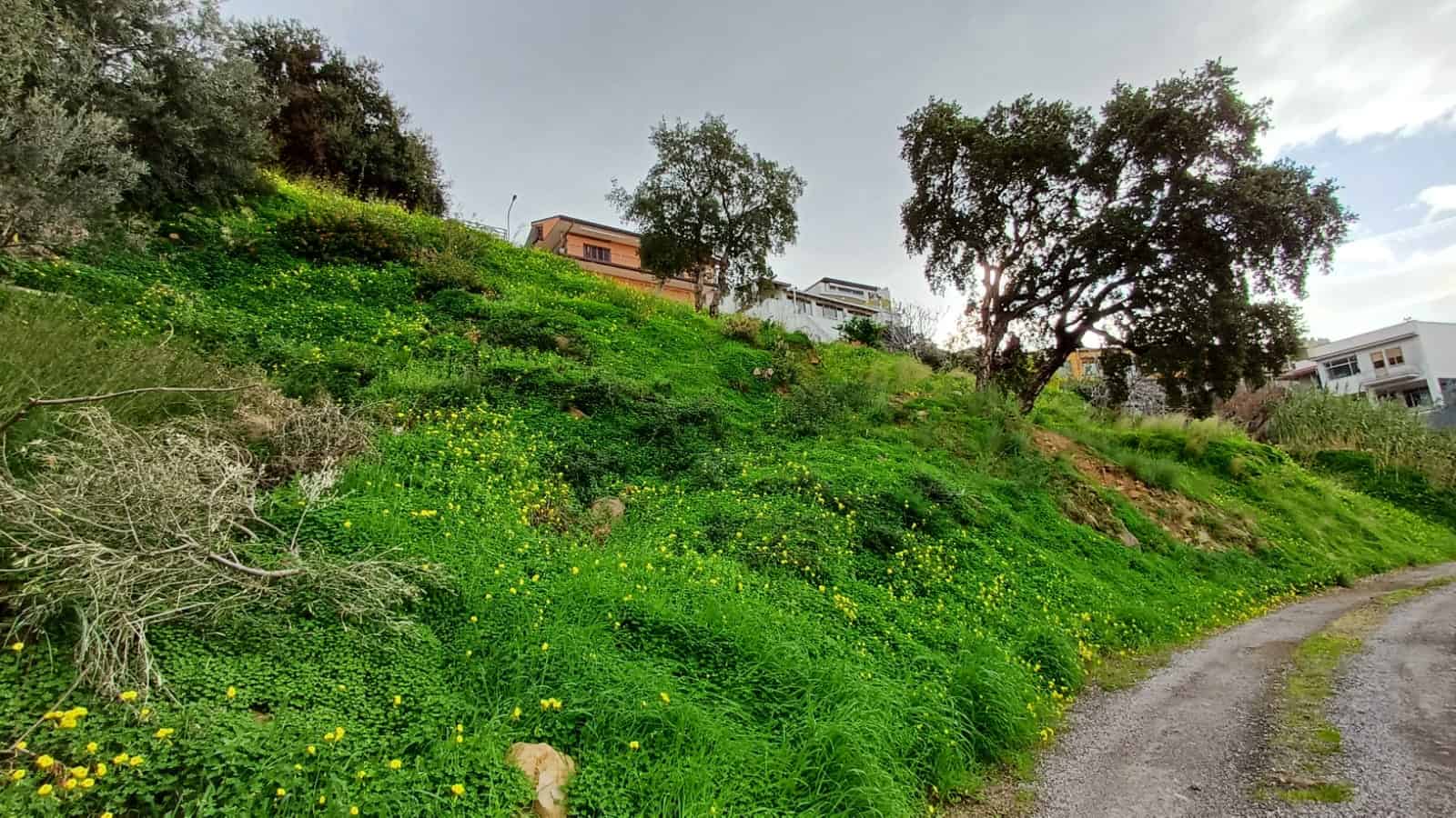 Albero grande su collina verde con case moderne sullo sfondo, strada sterrata, natura rigogliosa, contesto residenziale, verde urbano, paesaggio collinare, ambiente naturale, proprietà immobiliari NextCasa, zona residenziale sostenibile, affitti e vendite immobiliari.