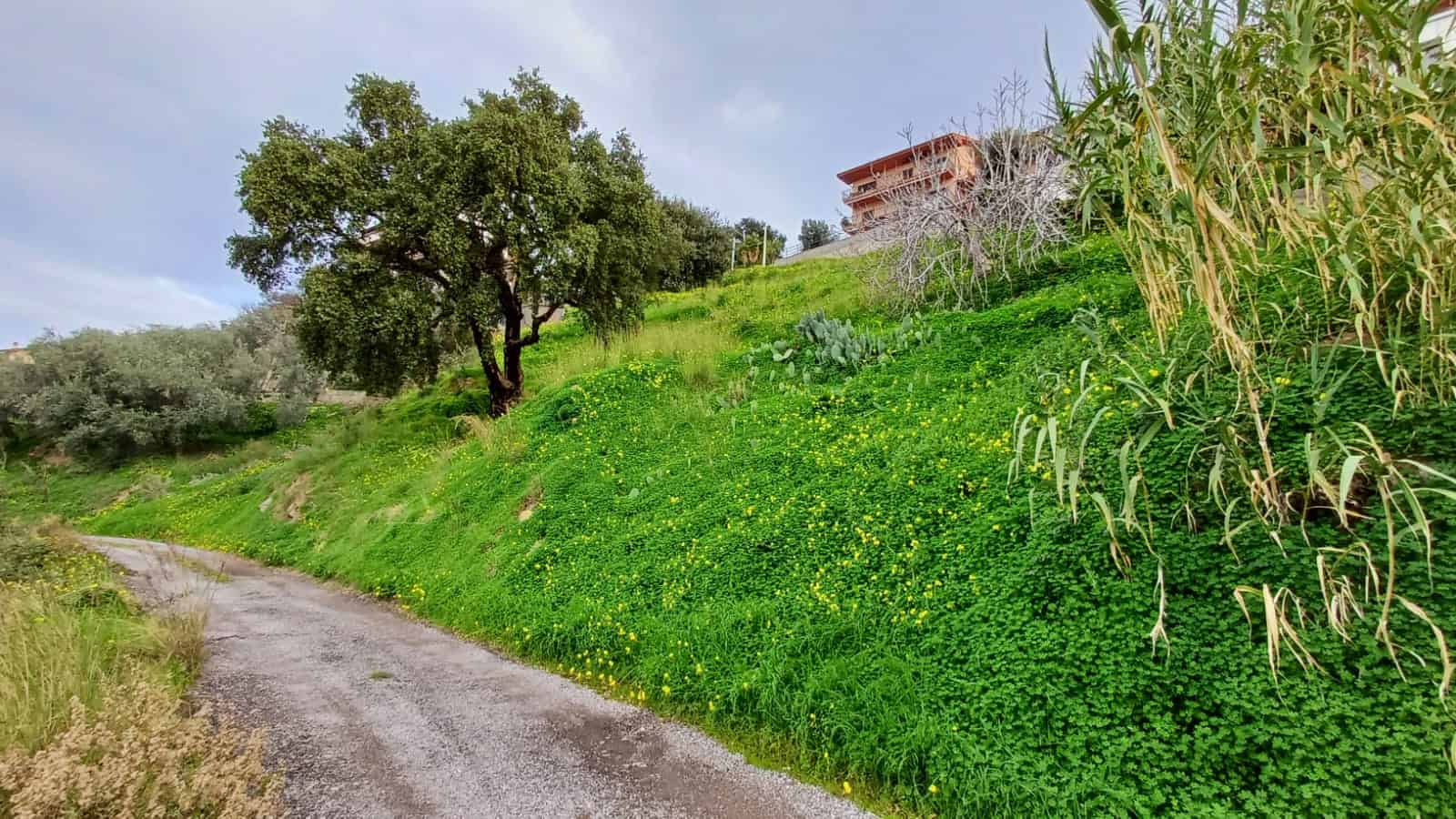 1. Pagina dell'immagine: Vigneto in collina verdeggiante con alberi e arbusti, strada sterrata, casa moderna in alto, cielo nuvoloso, paesaggio rurale siciliano.